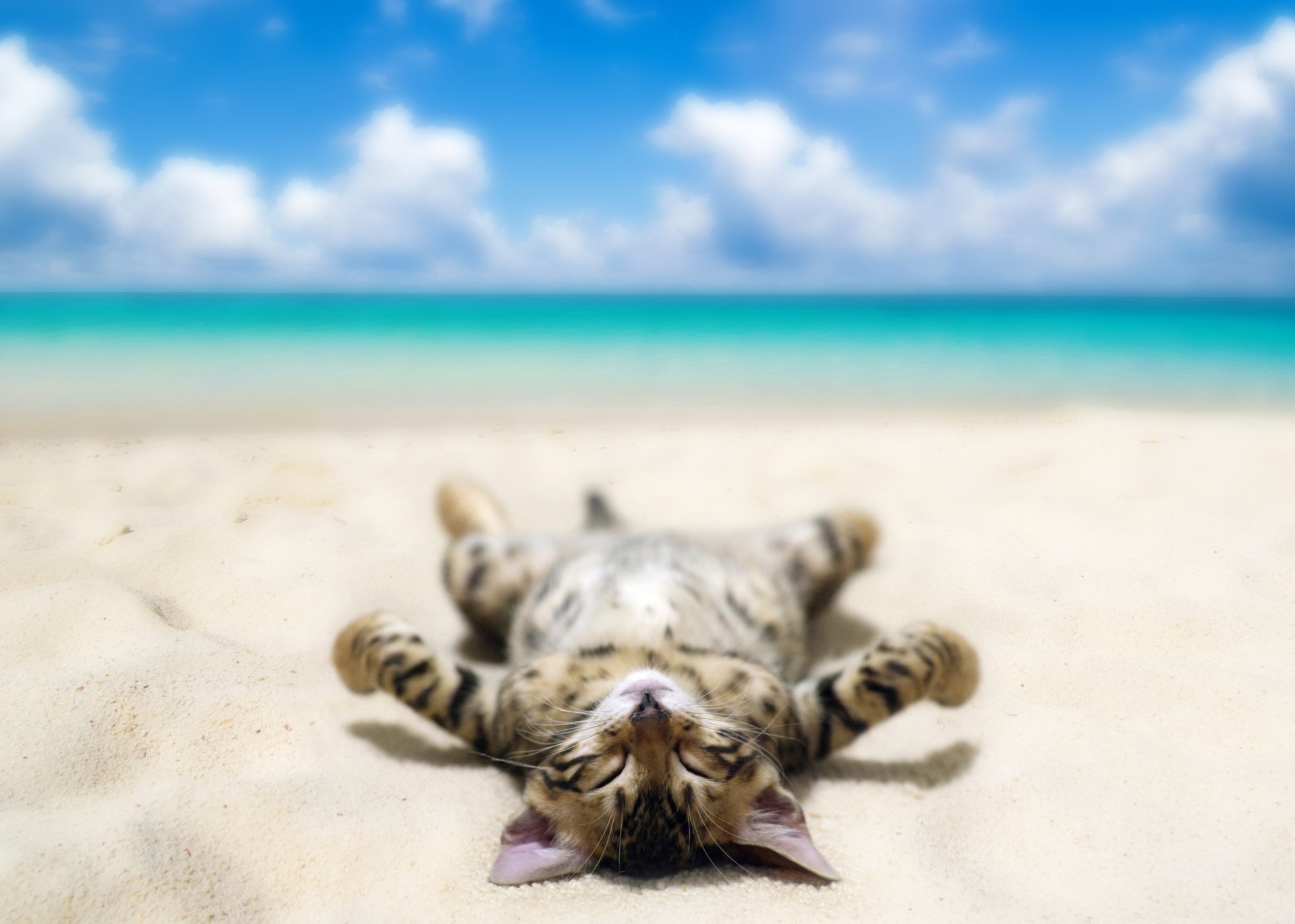 strand meer sand himmel wolken katze liegt bräunt bokeh humor