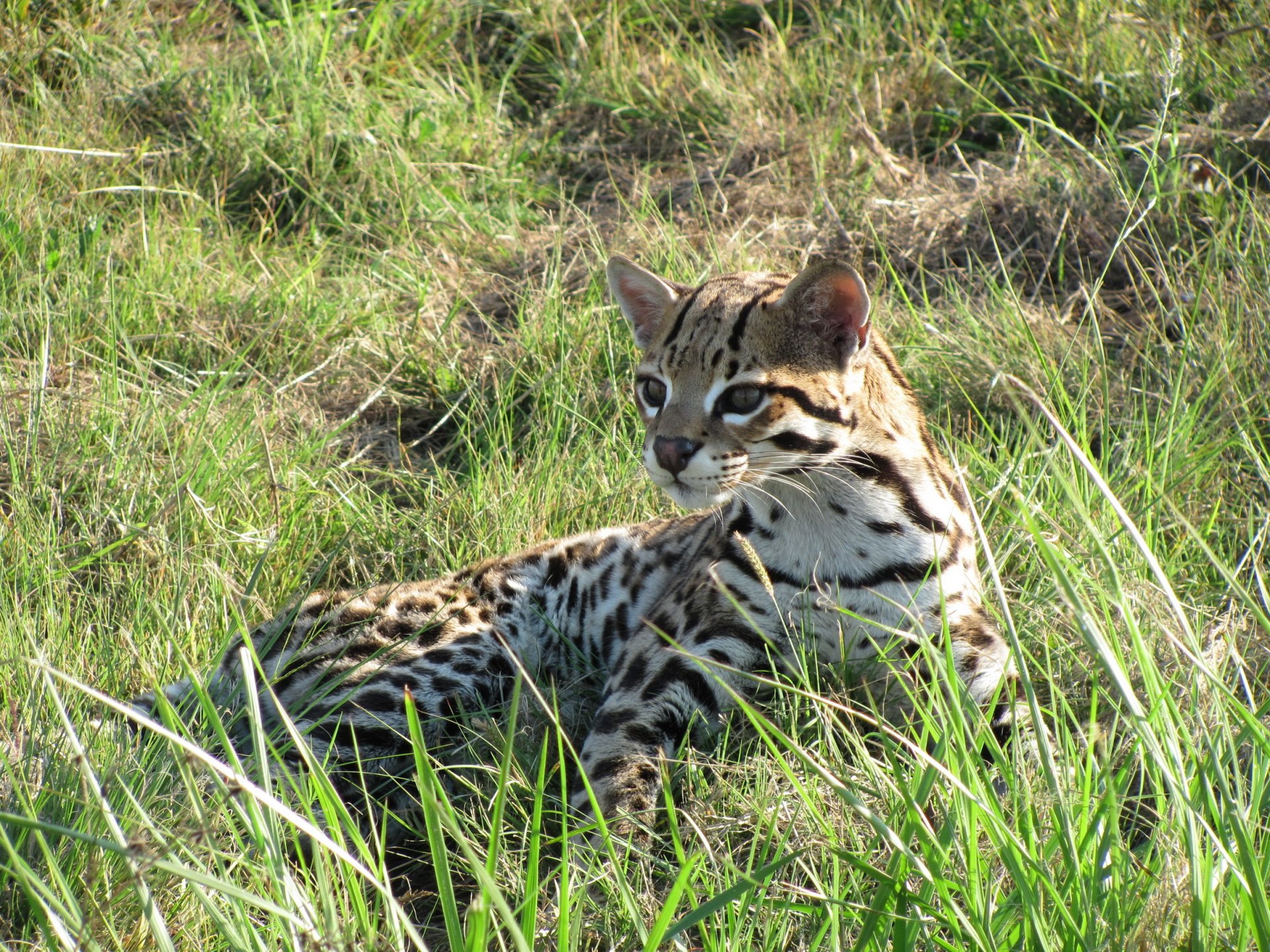 ozelot katze gras