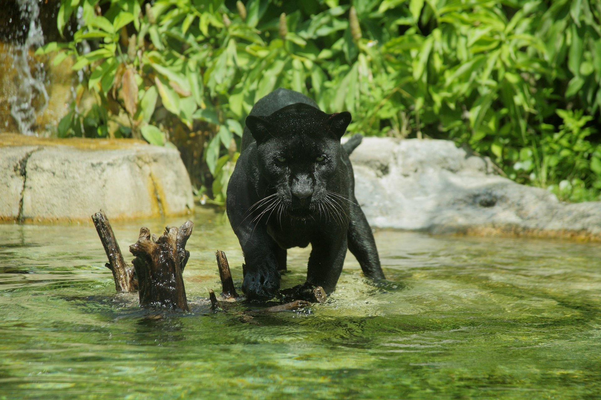 panthère chat sauvage prédateur baignade zoo