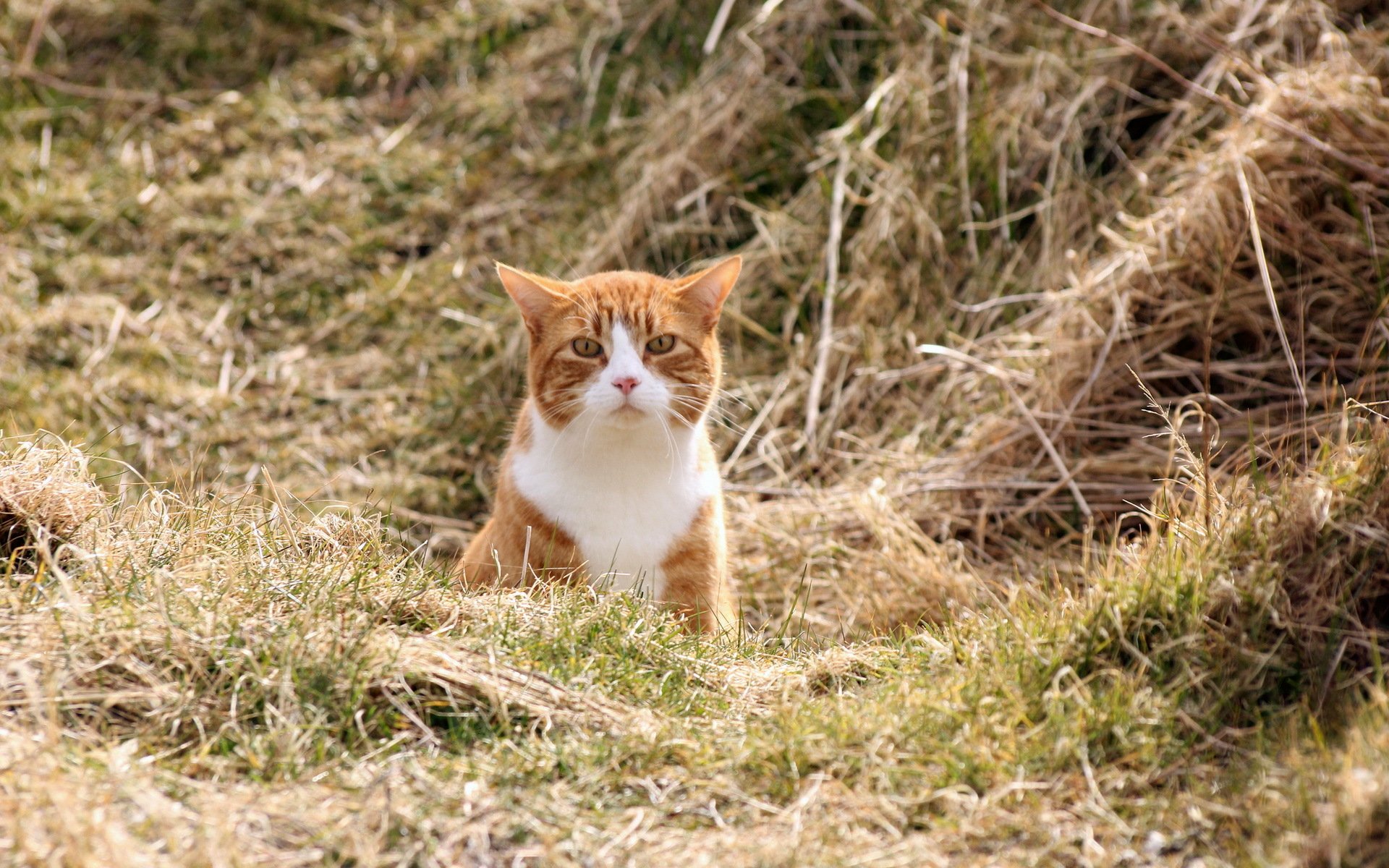 cat the field nature