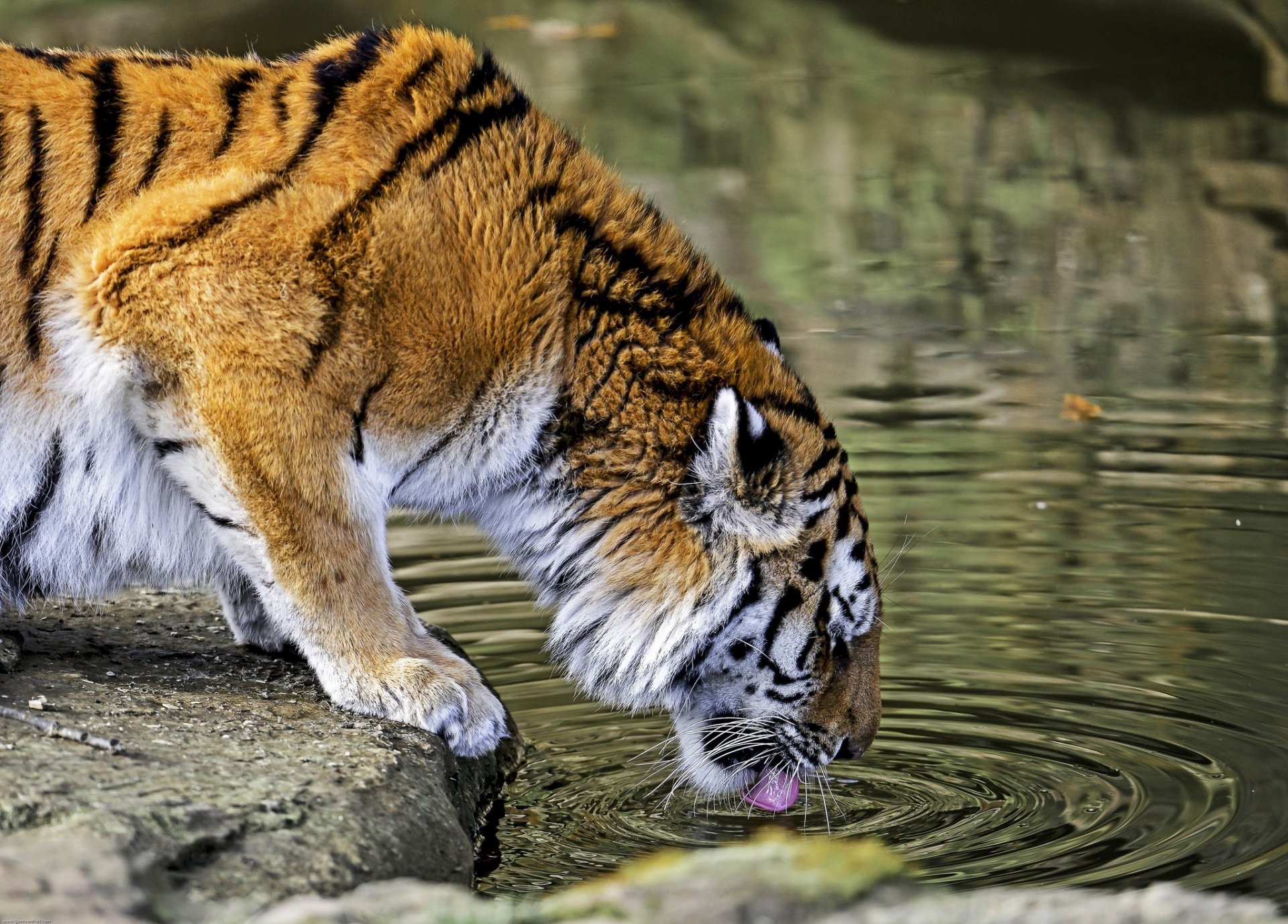 tigre chat sauvage prédateur abreuvoir