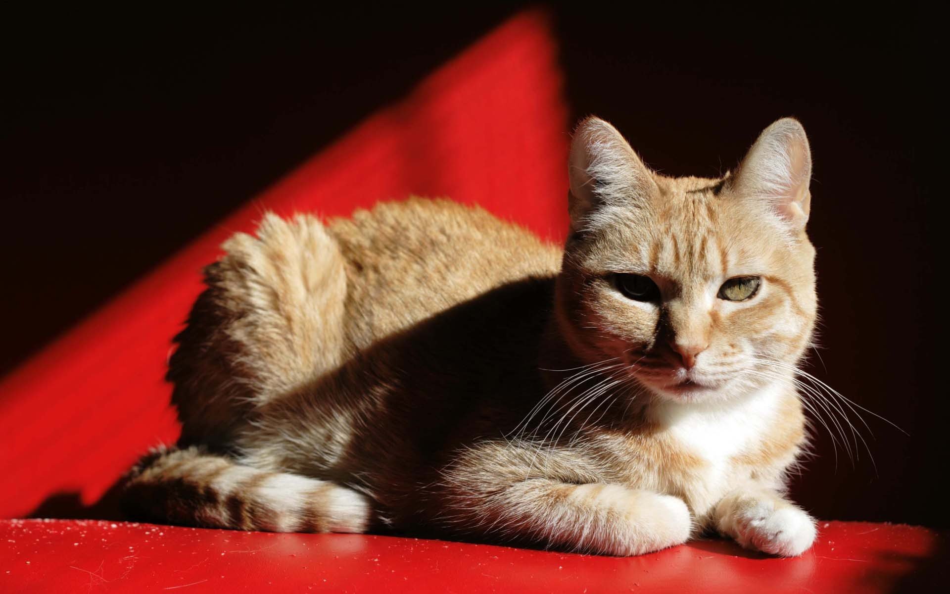 cat cat . red shadow