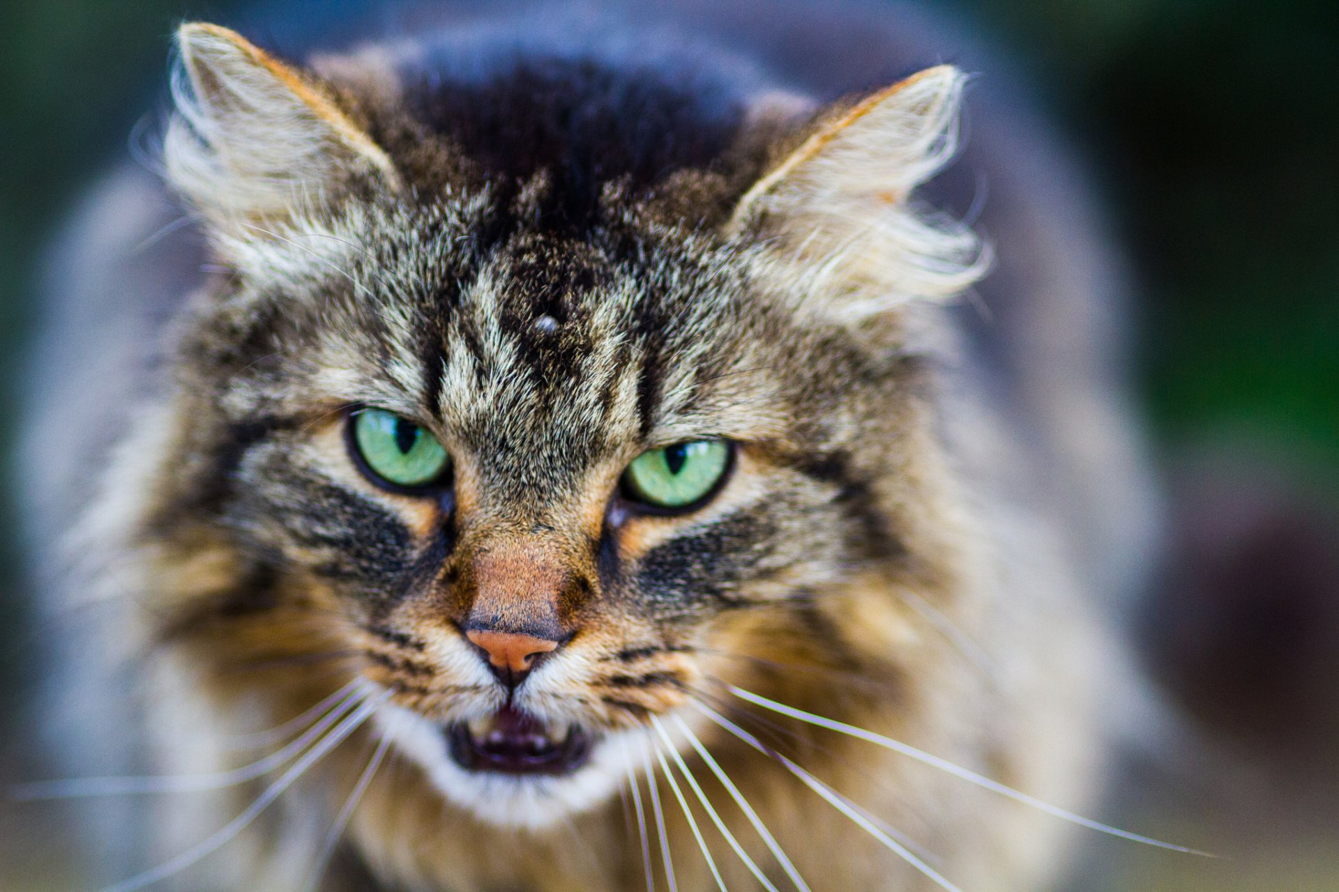 cat koshak view eyes mustache background