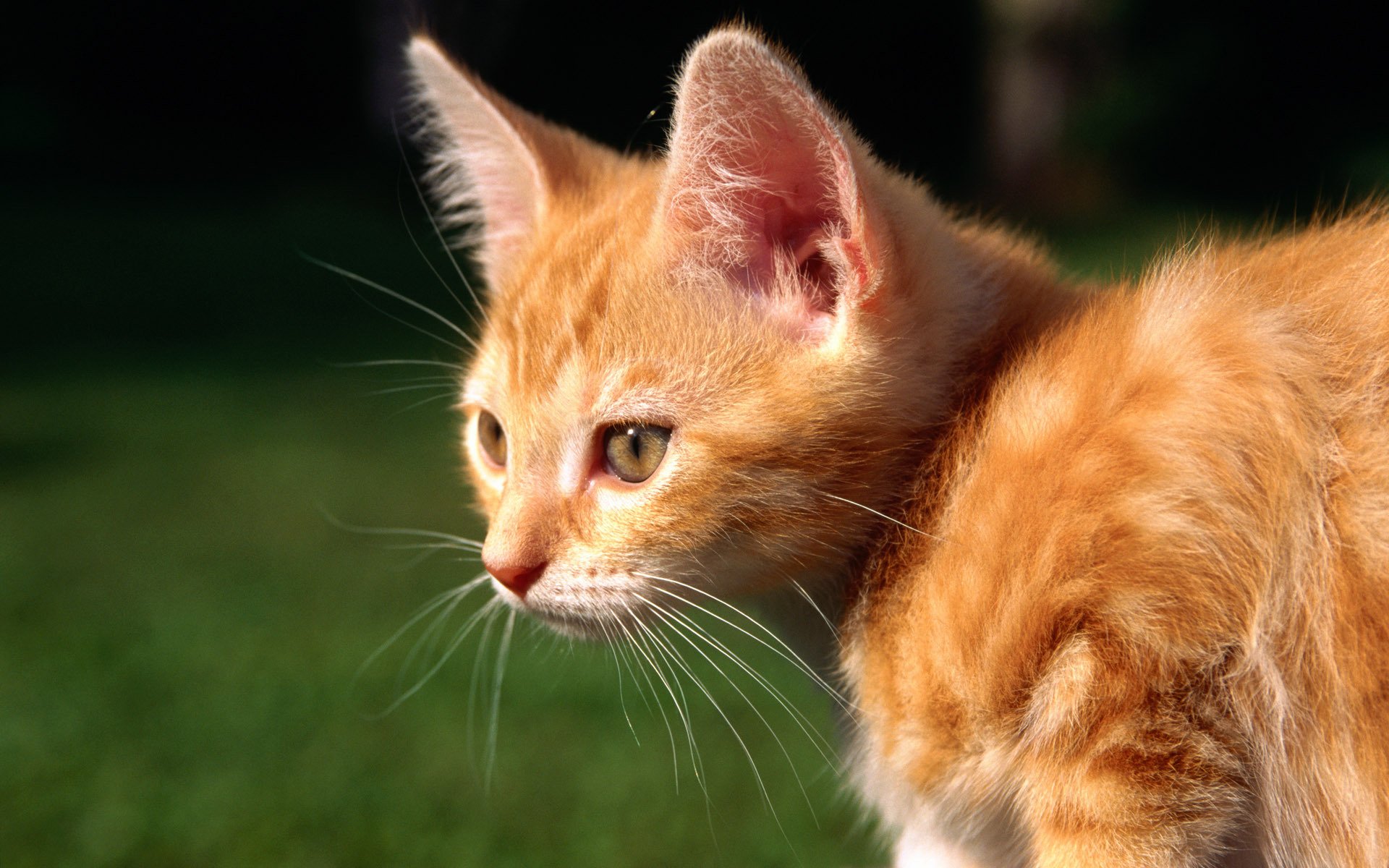 katze kätzchen katze rot