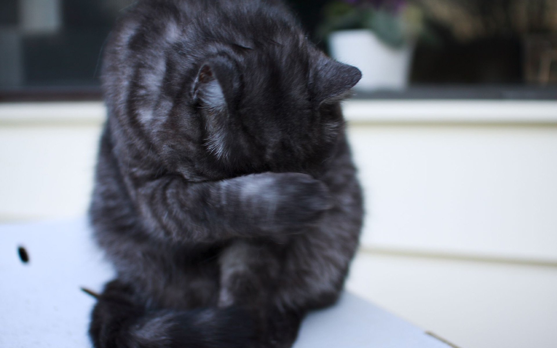 katze katze gewaschen sitzt gestreift