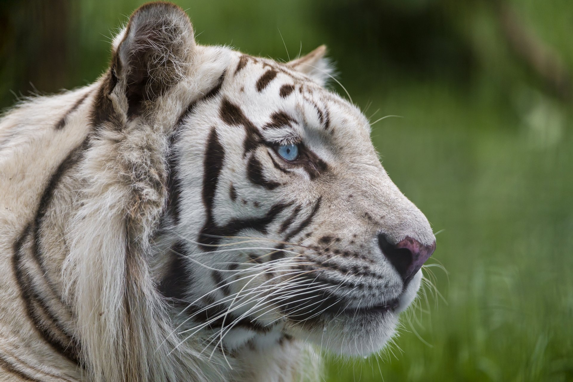 tigre blanc chat museau regard yeux bleus ©tambako the jaguar