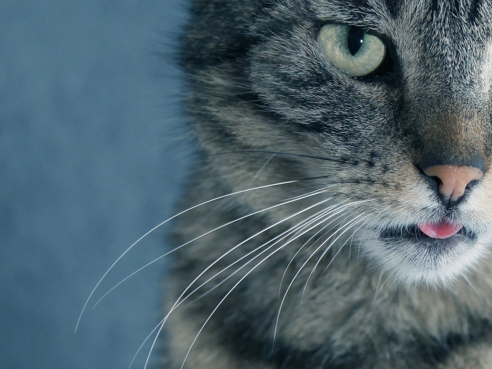 chat kote museau moustache regard