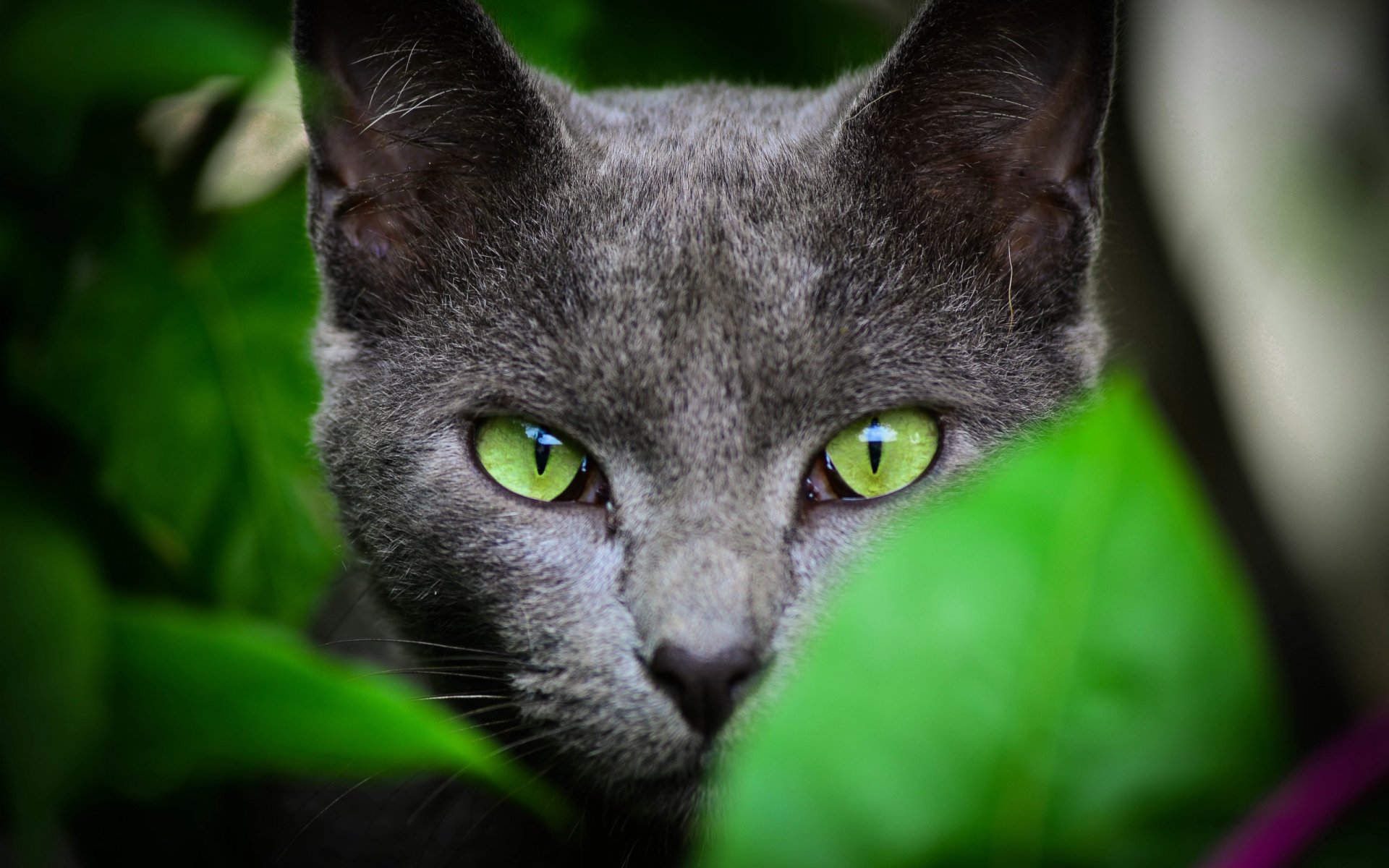 gatto lana sguardo natura