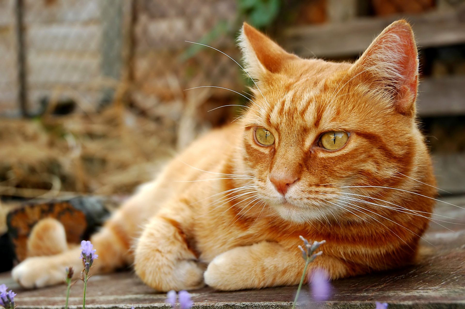 gatto kotyara baffi zampe coda rossa pensieroso severo contemplare natura riposo sfocatura bokeh carta da parati