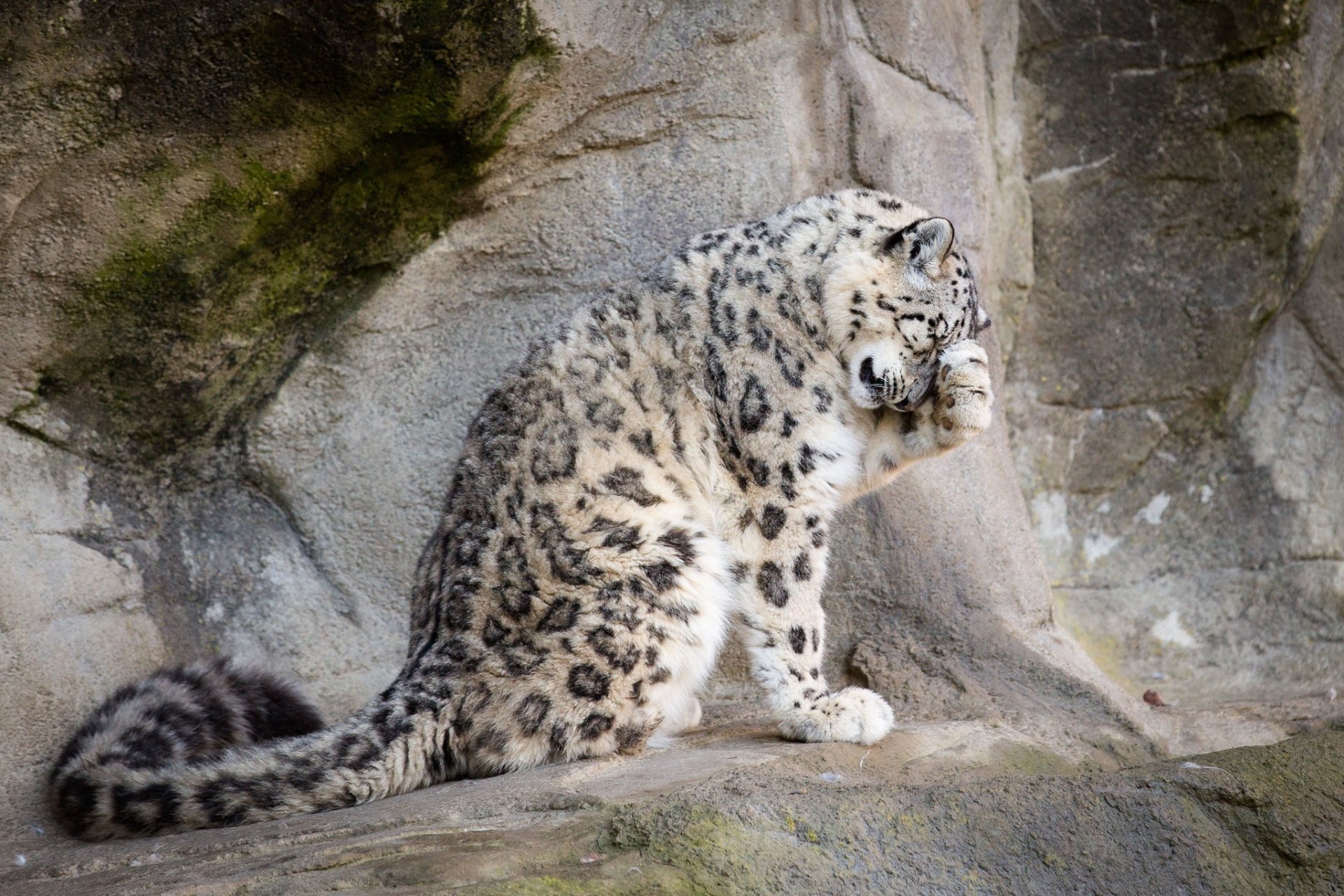 leopardo de las nieves irbis leopardo de las nieves gato salvaje depredador pata cola pelaje manchas pose lavado rocas rocas zoológico