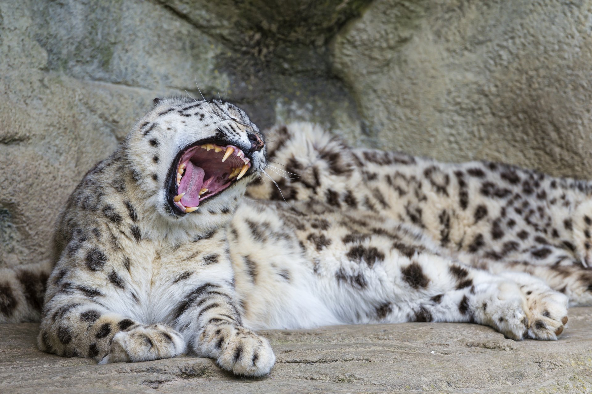 leopardo de las nieves irbis gato bostezos fauces colmillos piedras ©tambako the jaguar