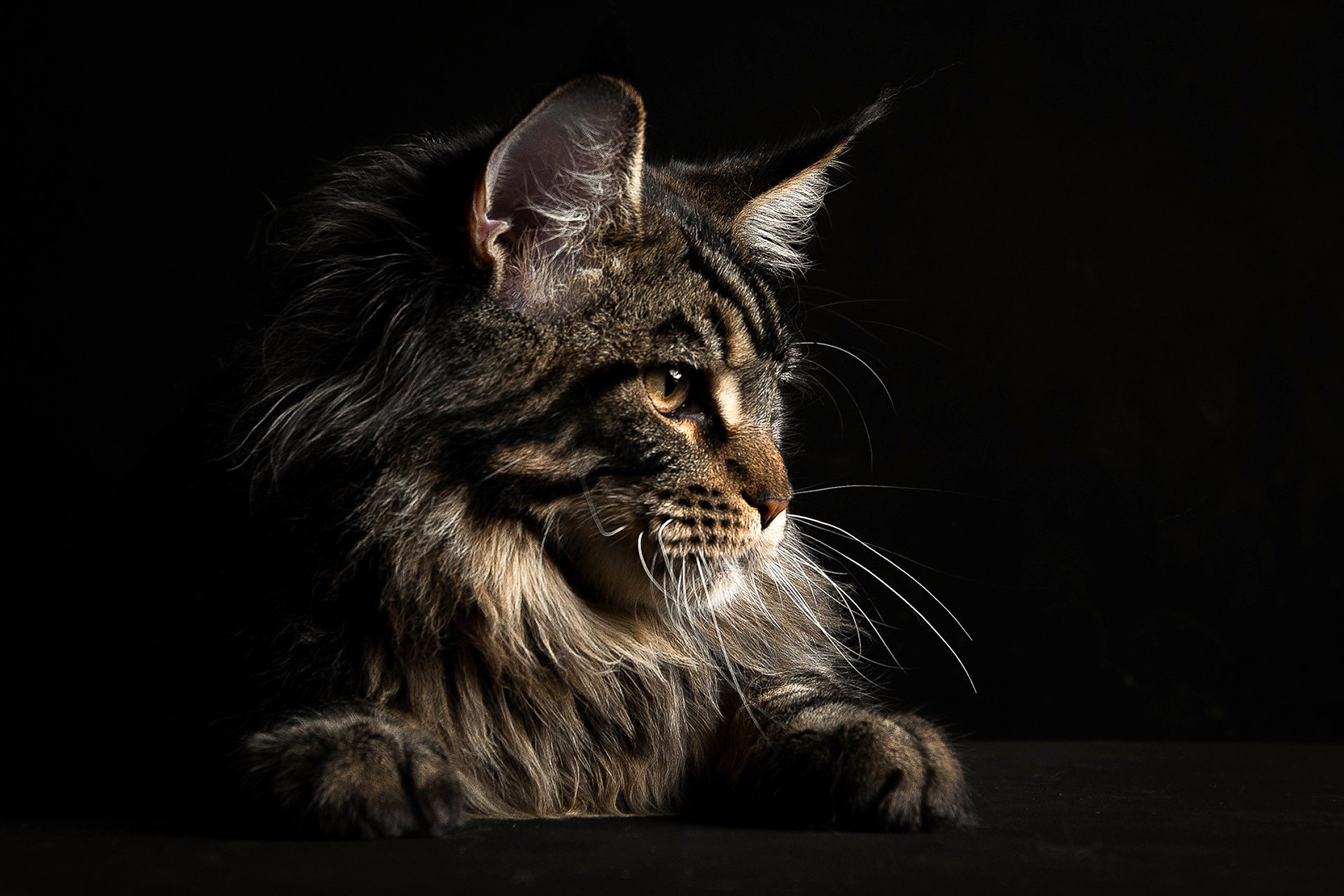 maine coon katze schnauze blick schwarzer hintergrund