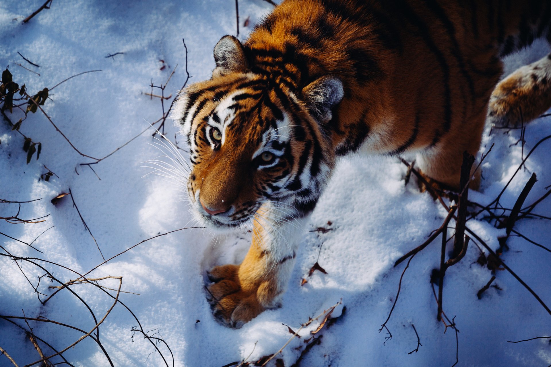 tigre de amur vista gato salvaje depredador nieve