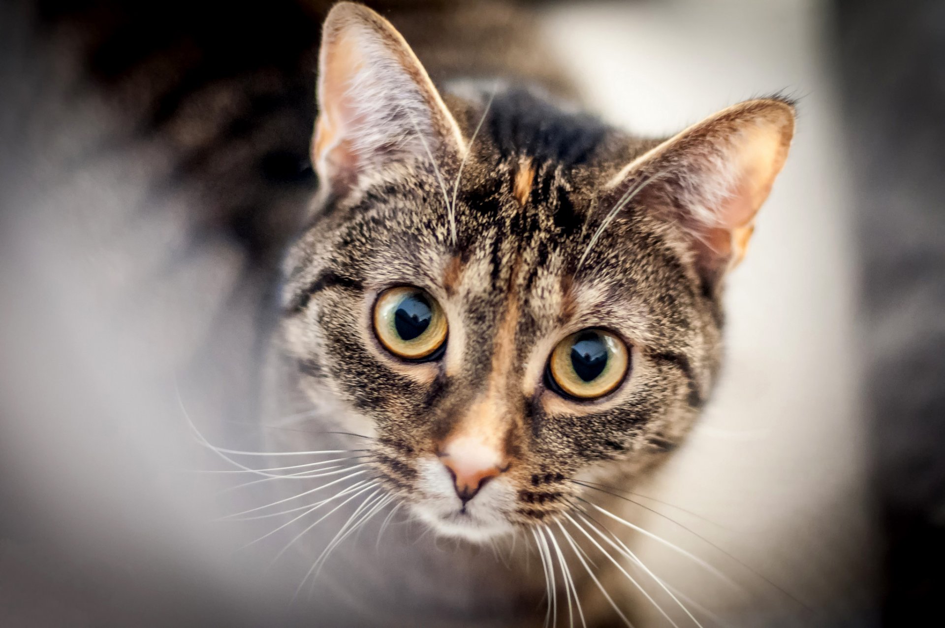 chat chat museau yeux regard moustache flou