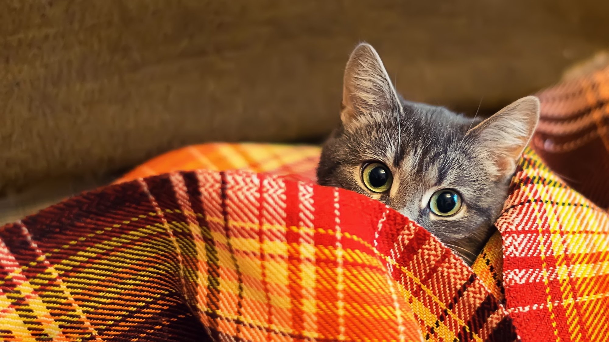 gato manta mirada cuadros lana