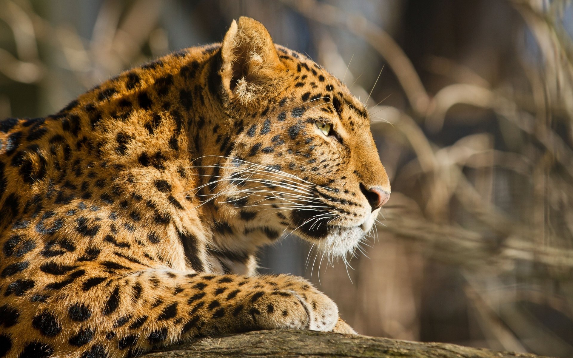 leopard wildkatze raubtier schnauze profil pelz