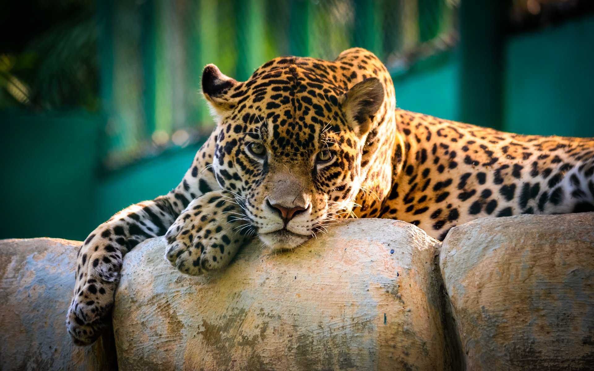 jaguar wildkatze blick