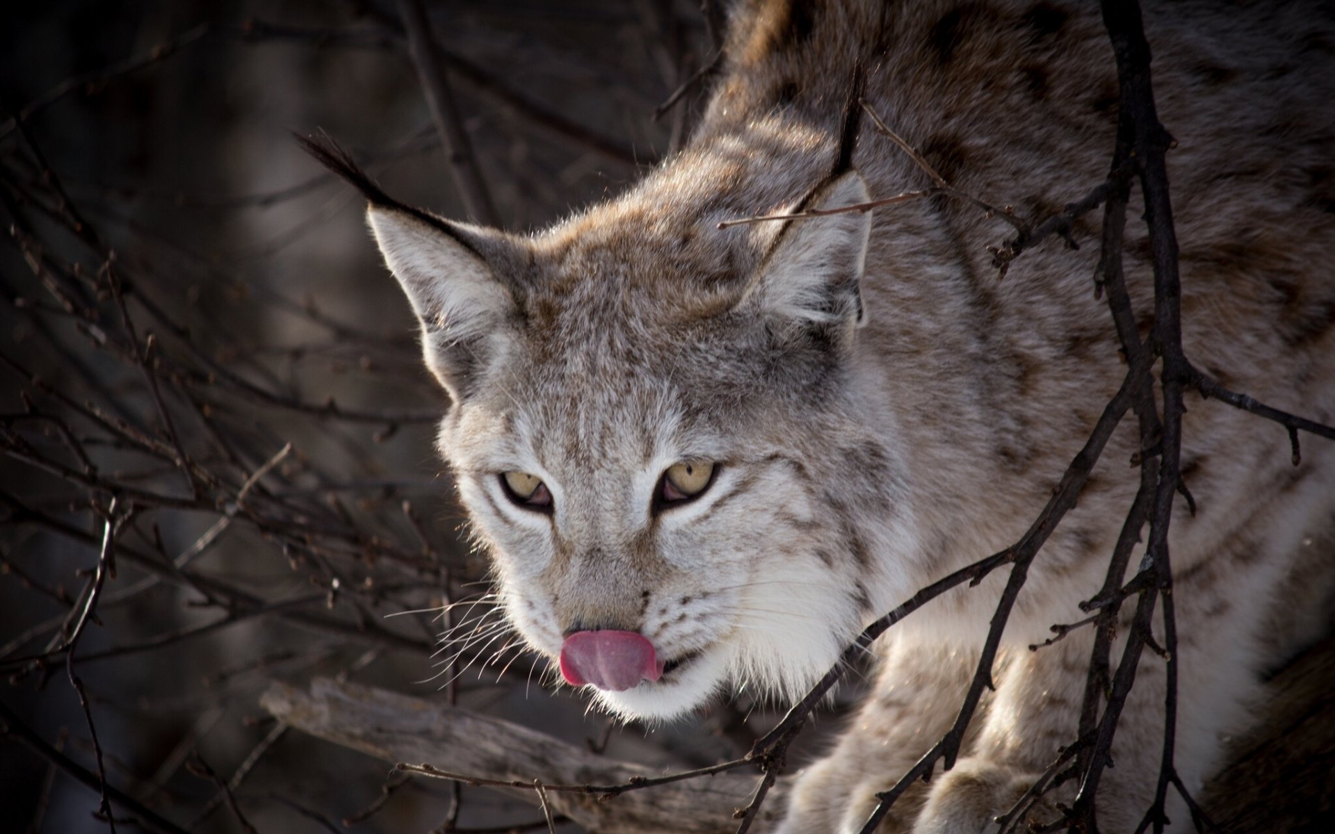 lynx langue branches