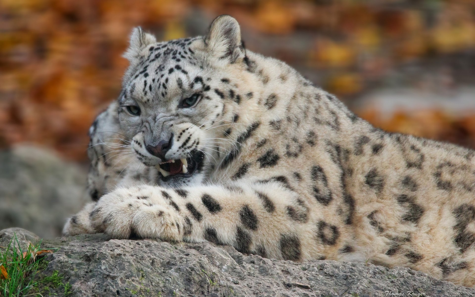 schneeleopard irbis schneeleopard wildkatze raubtier grinsen