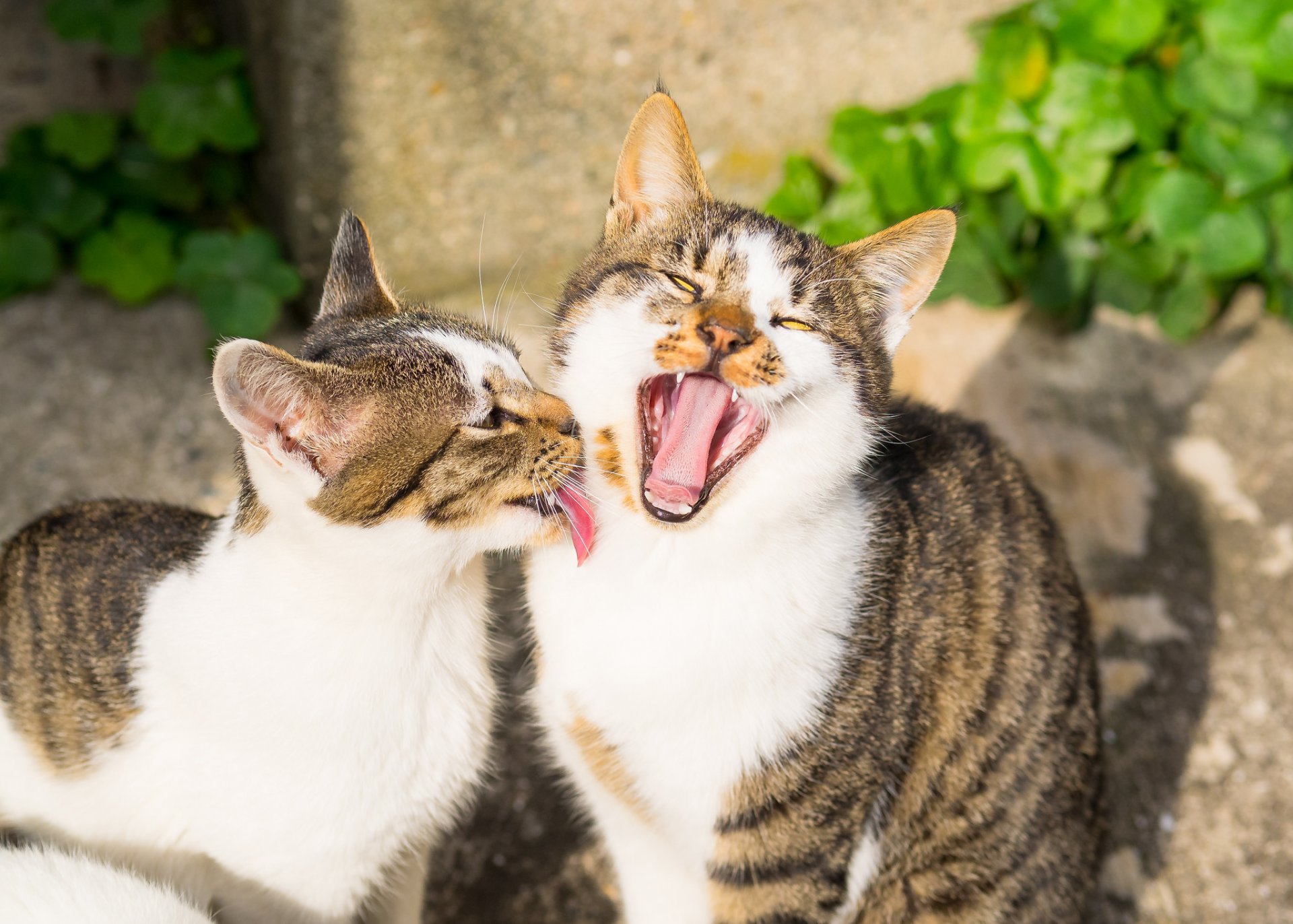 katzen katzen katzen freunde