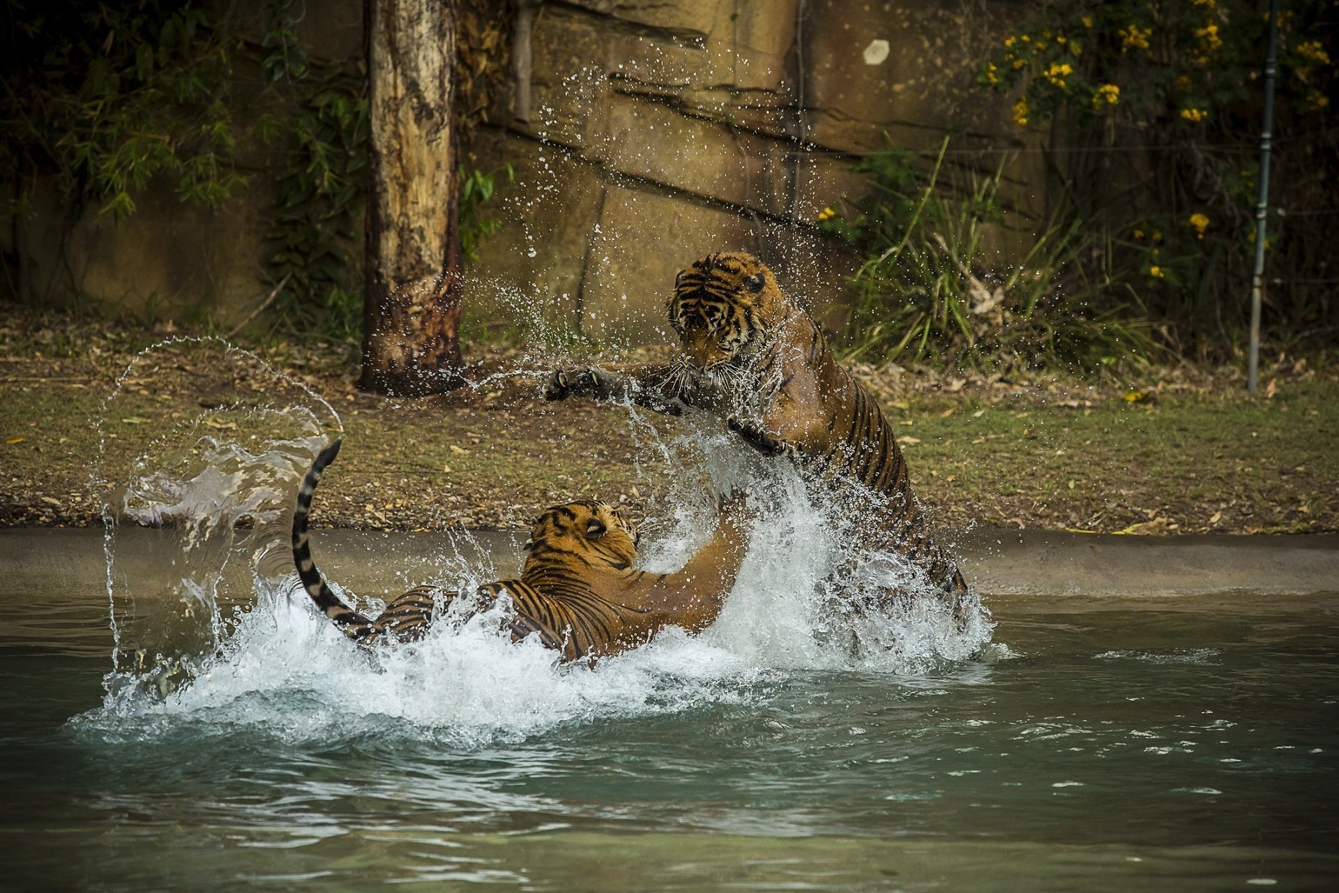 tigri gatti selvatici predatori coppia lotta gioco nuoto schizzi