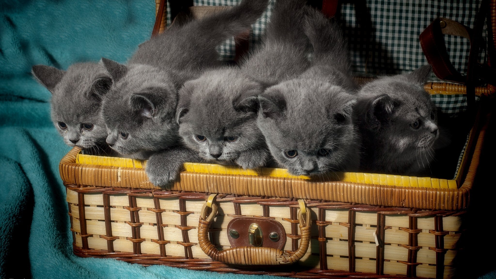 pelo corto británico gatitos británicos bebés maleta