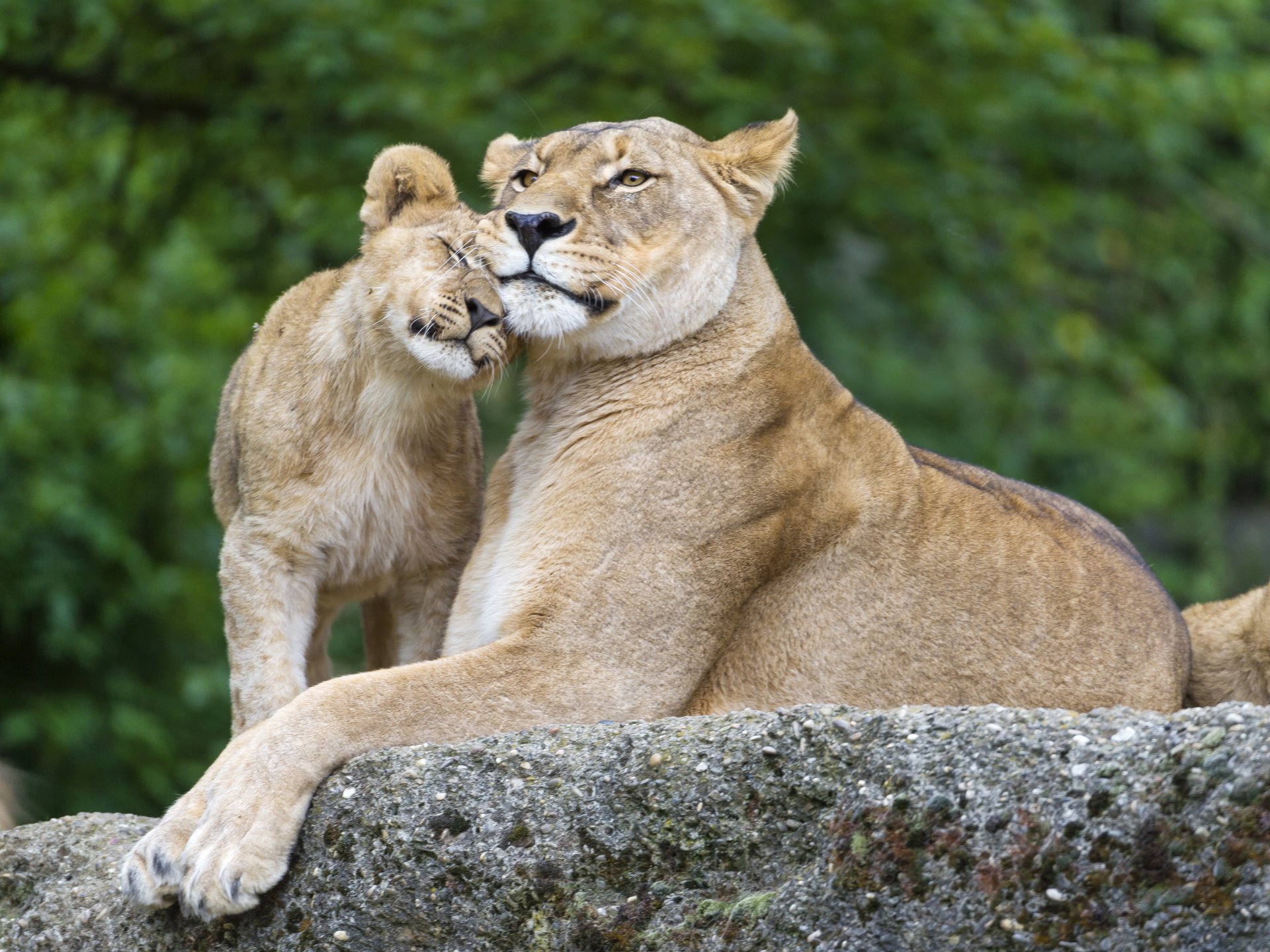 lioness lions cats stone family © tambako the jaguar