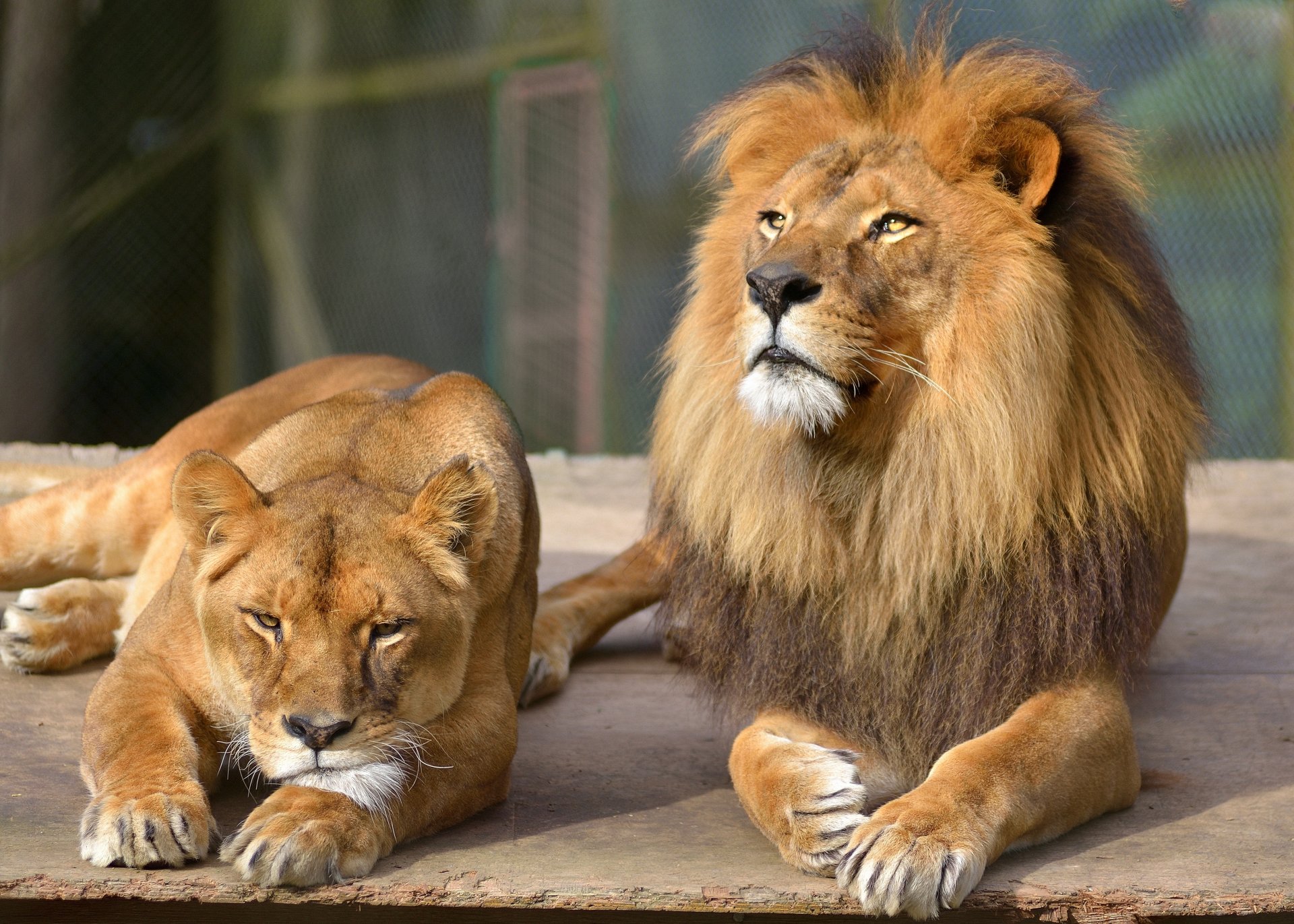 león gato leona pareja descanso mirada