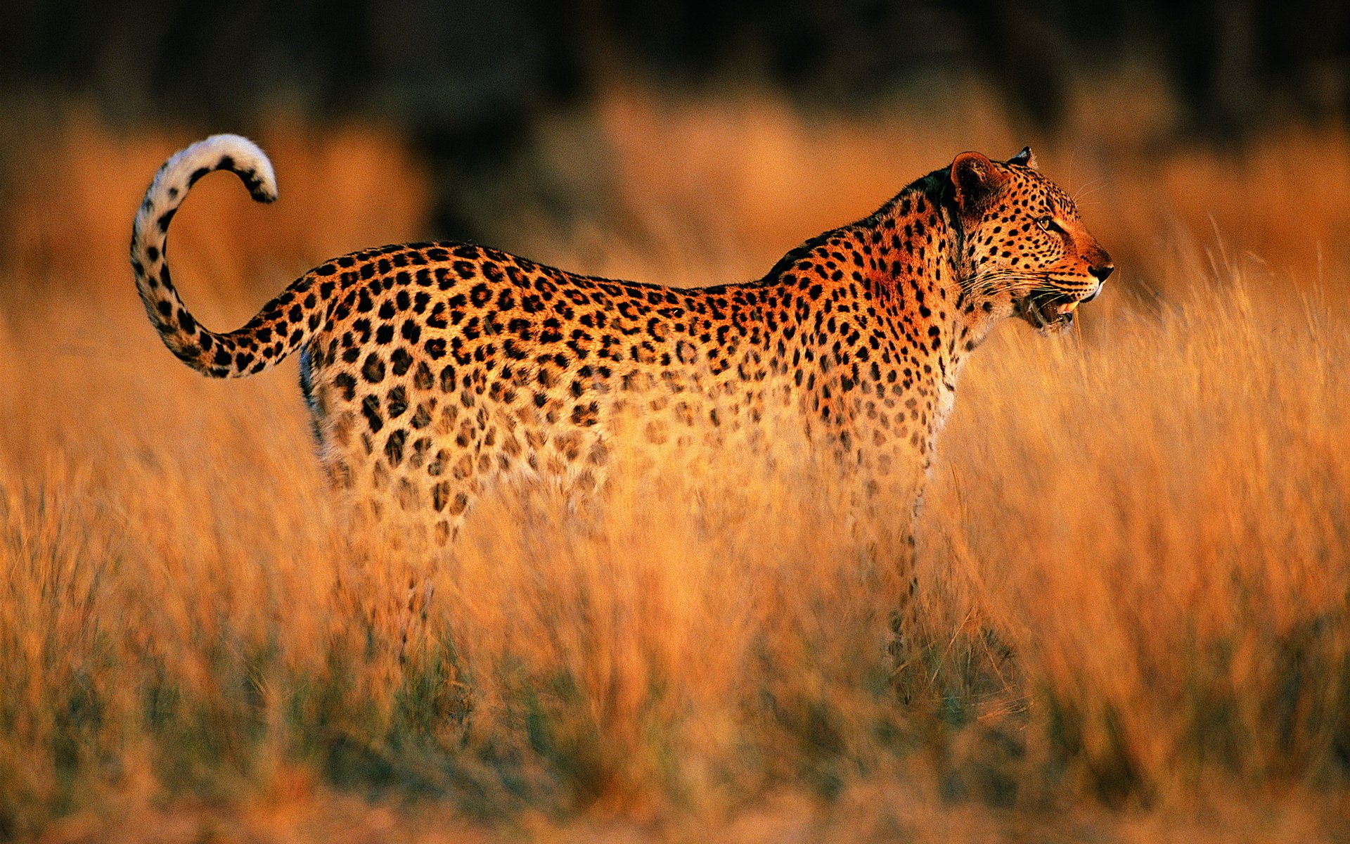 léopard coucher de soleil savane afrique