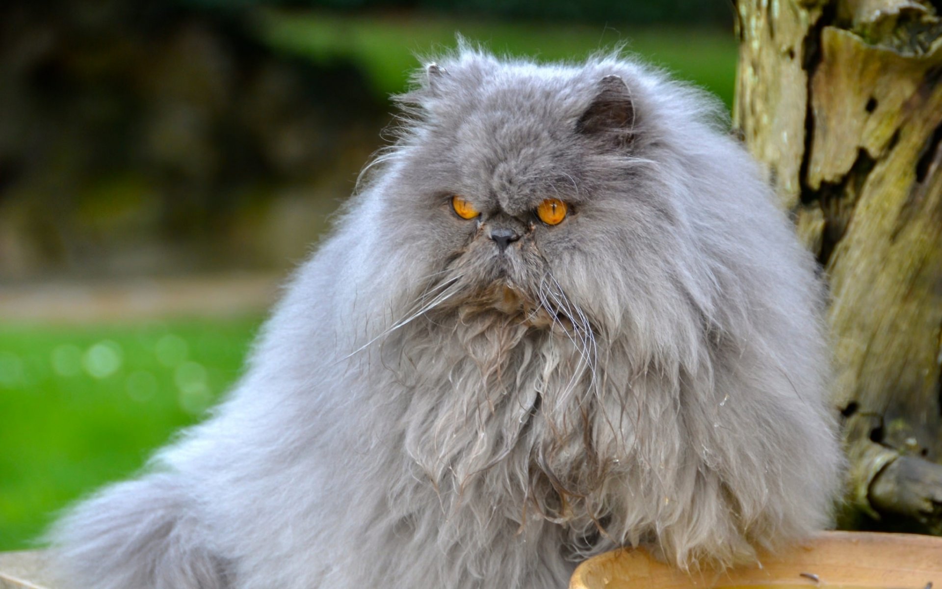 persian cat persian cat furry major