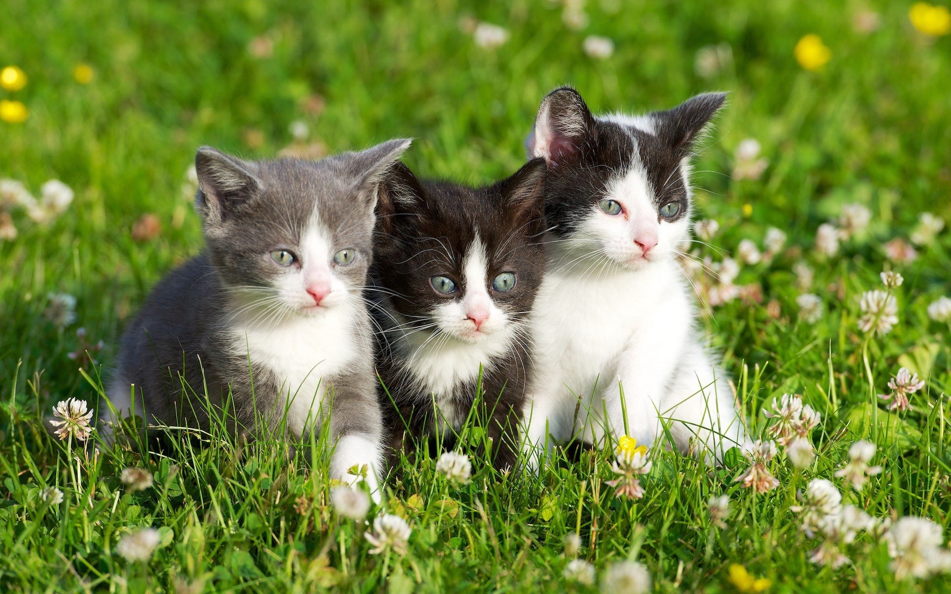 herbe chatons fleurs herbe