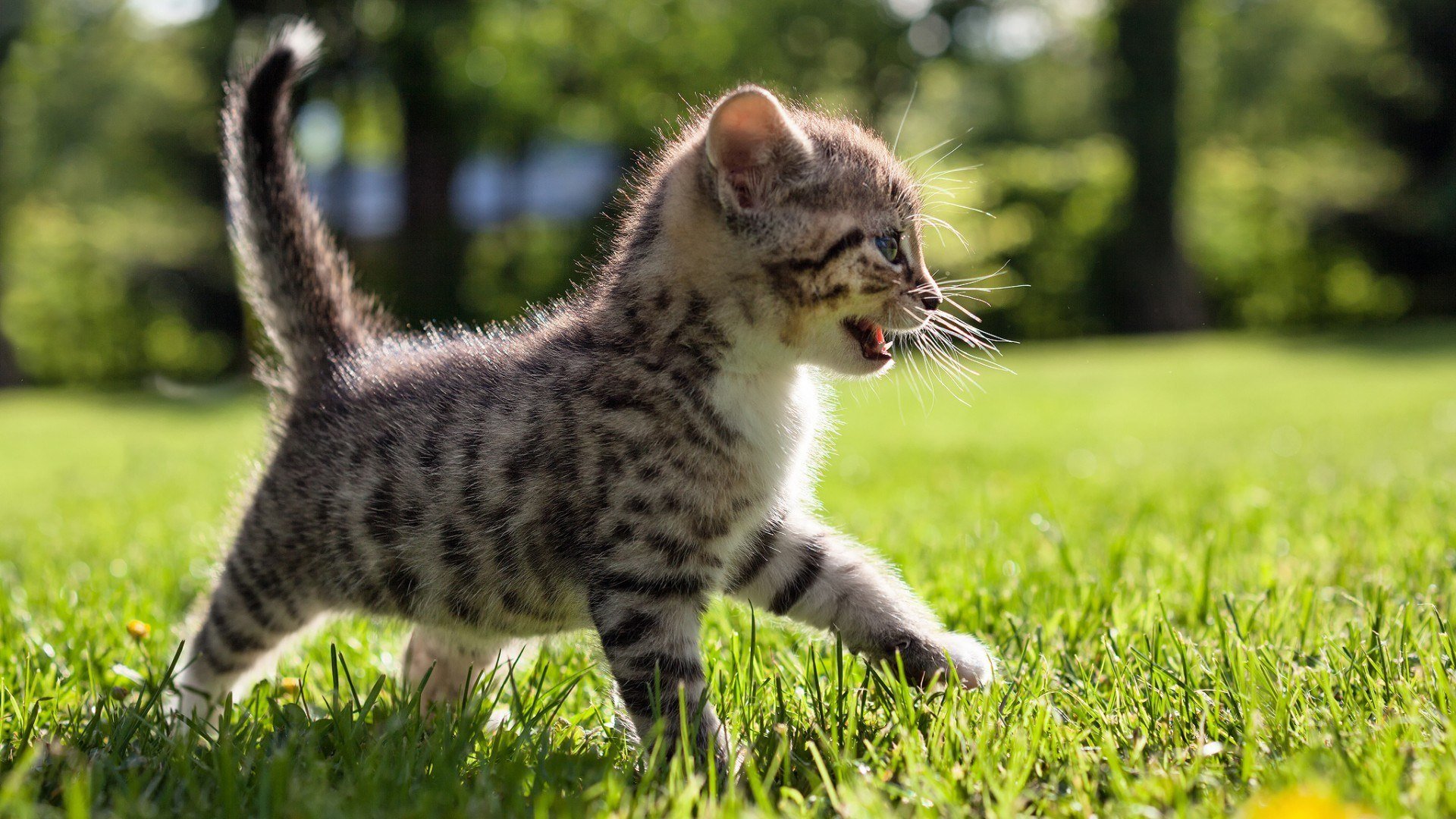 cat sun summer nature park grass tiger predator kitten summer