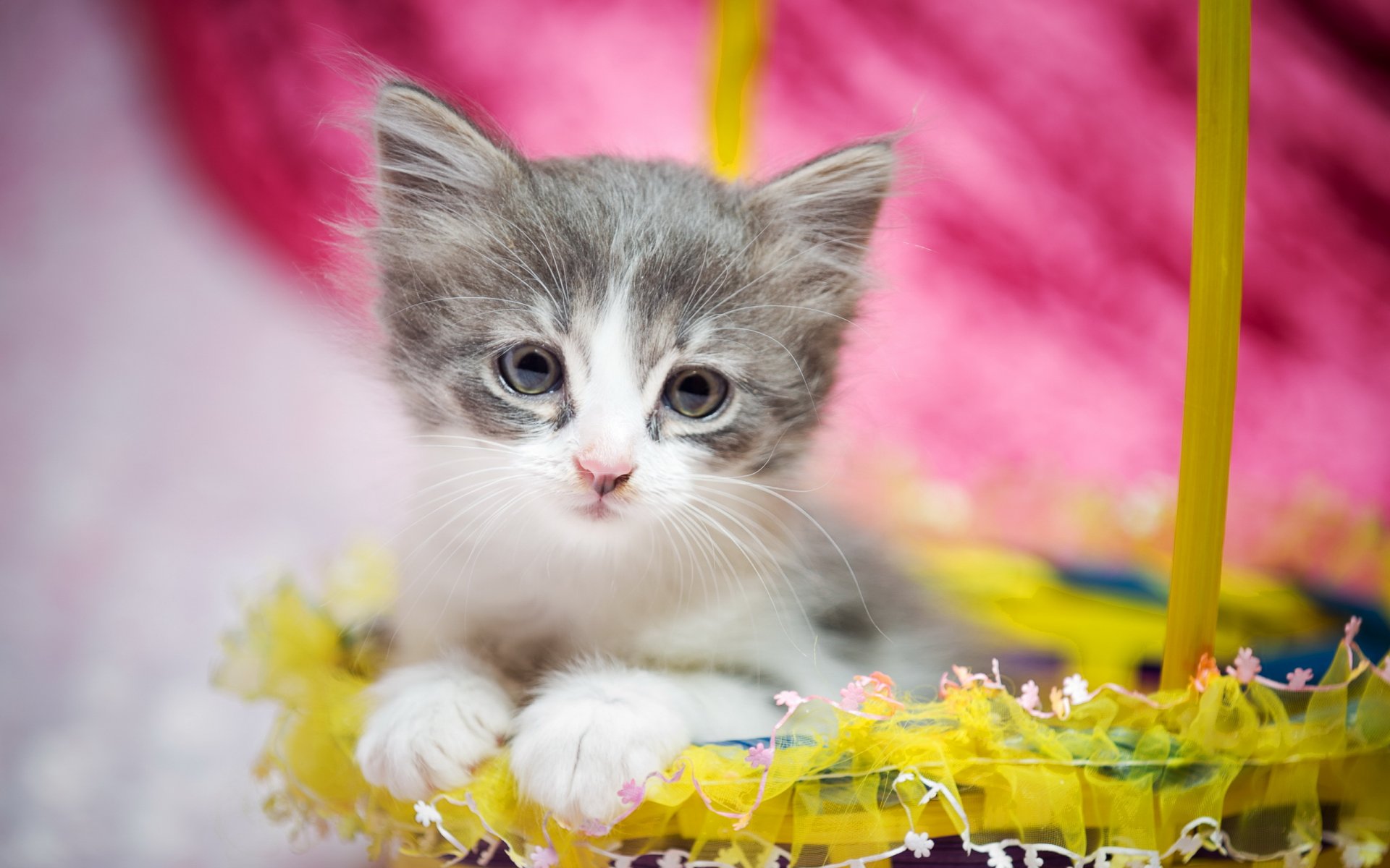 katze blick geschenk