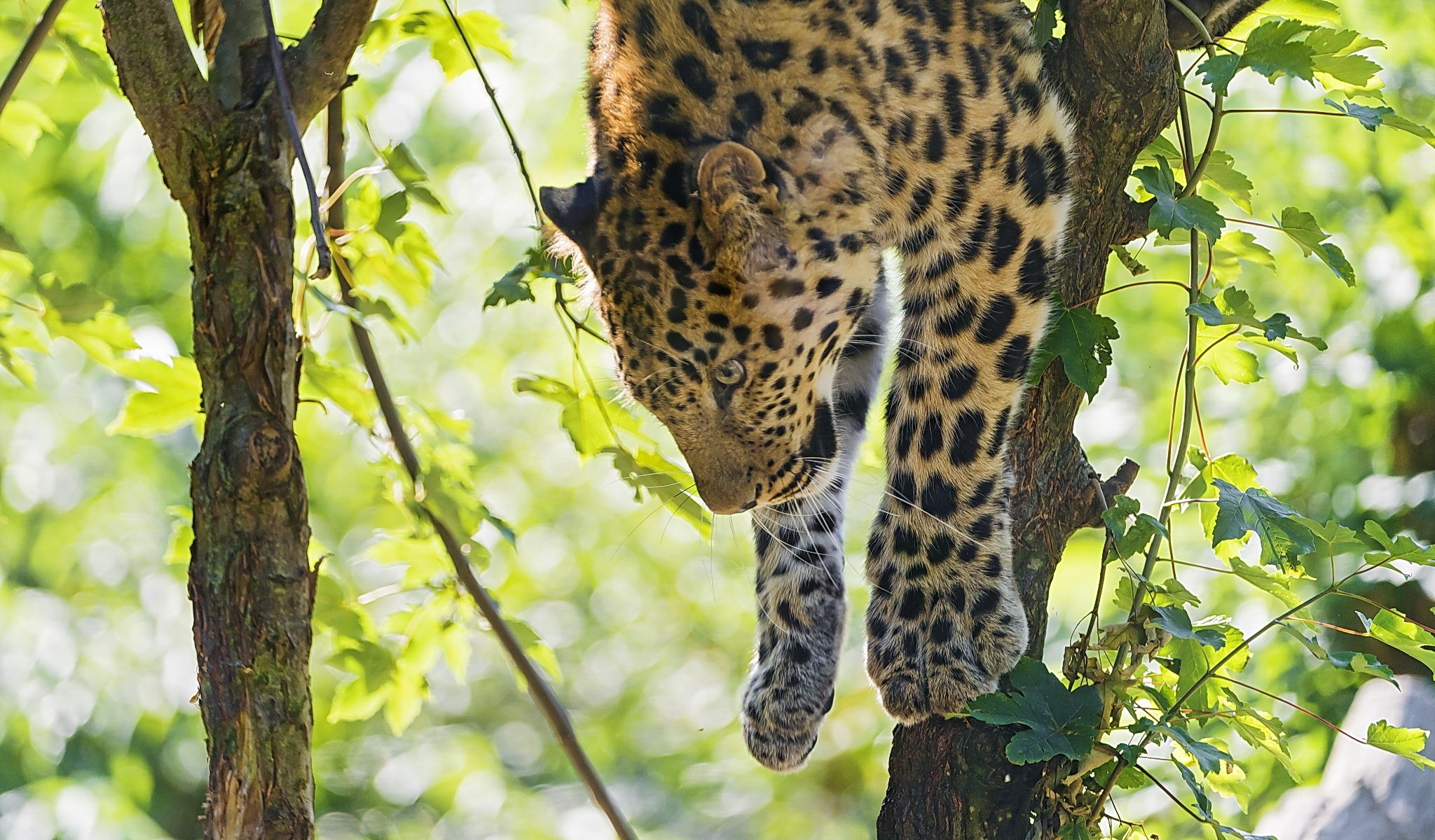 leopardo albero predatore zampe fogliame