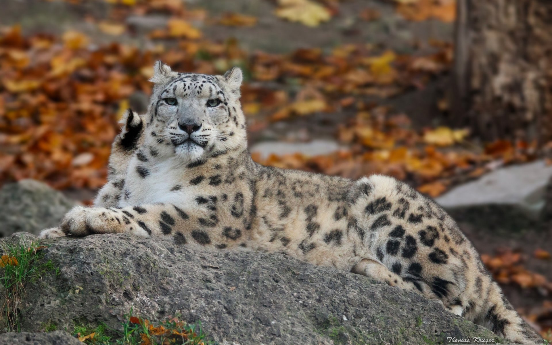 leopardo de las nieves irbis leopardo de las nieves gato salvaje depredador piedra