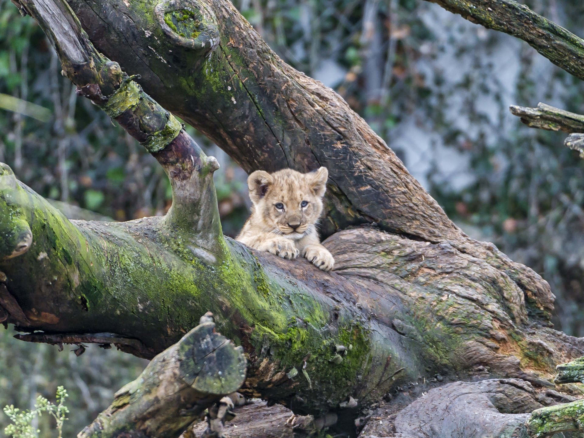 cat tree moss © tambako the jaguar