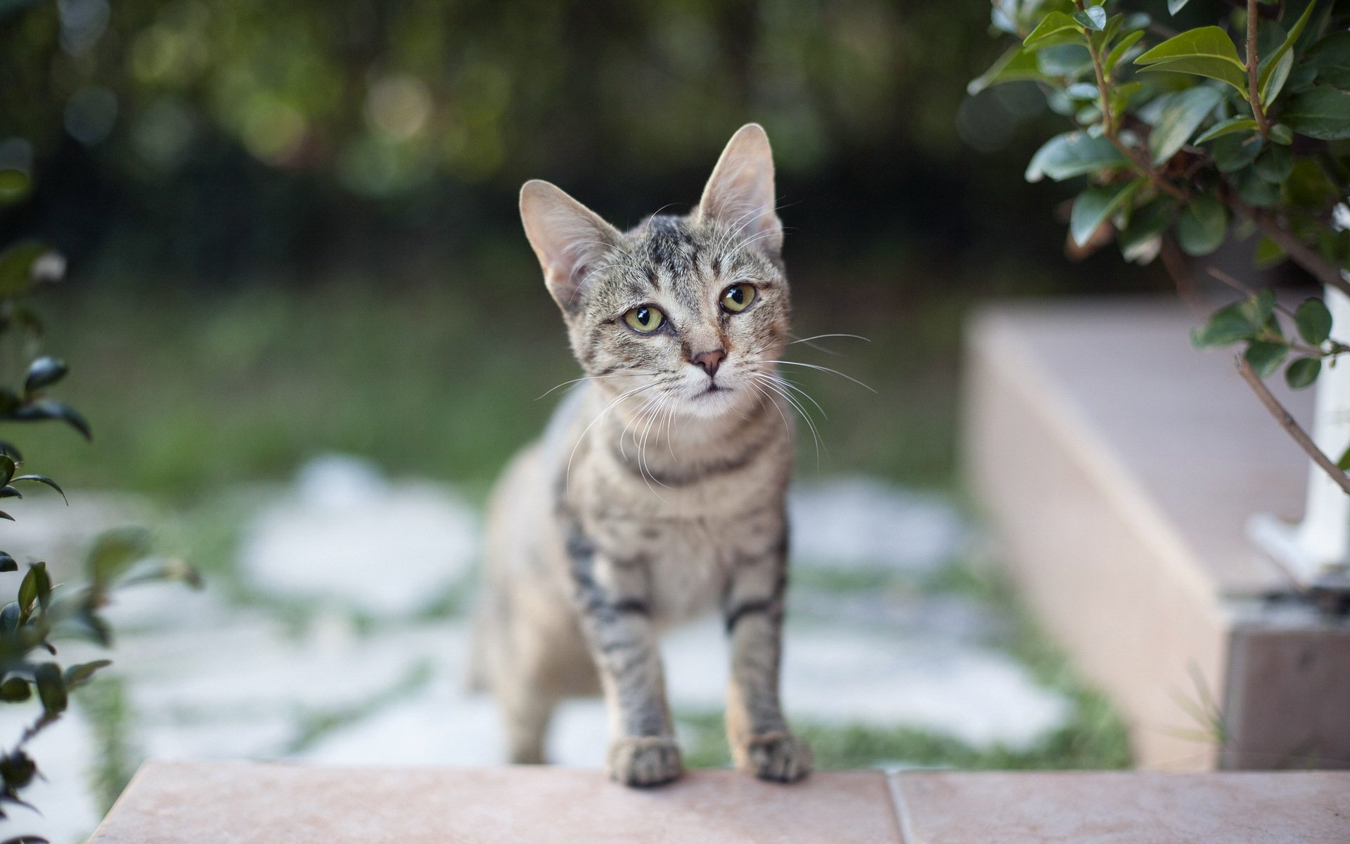 gato mirada fondo