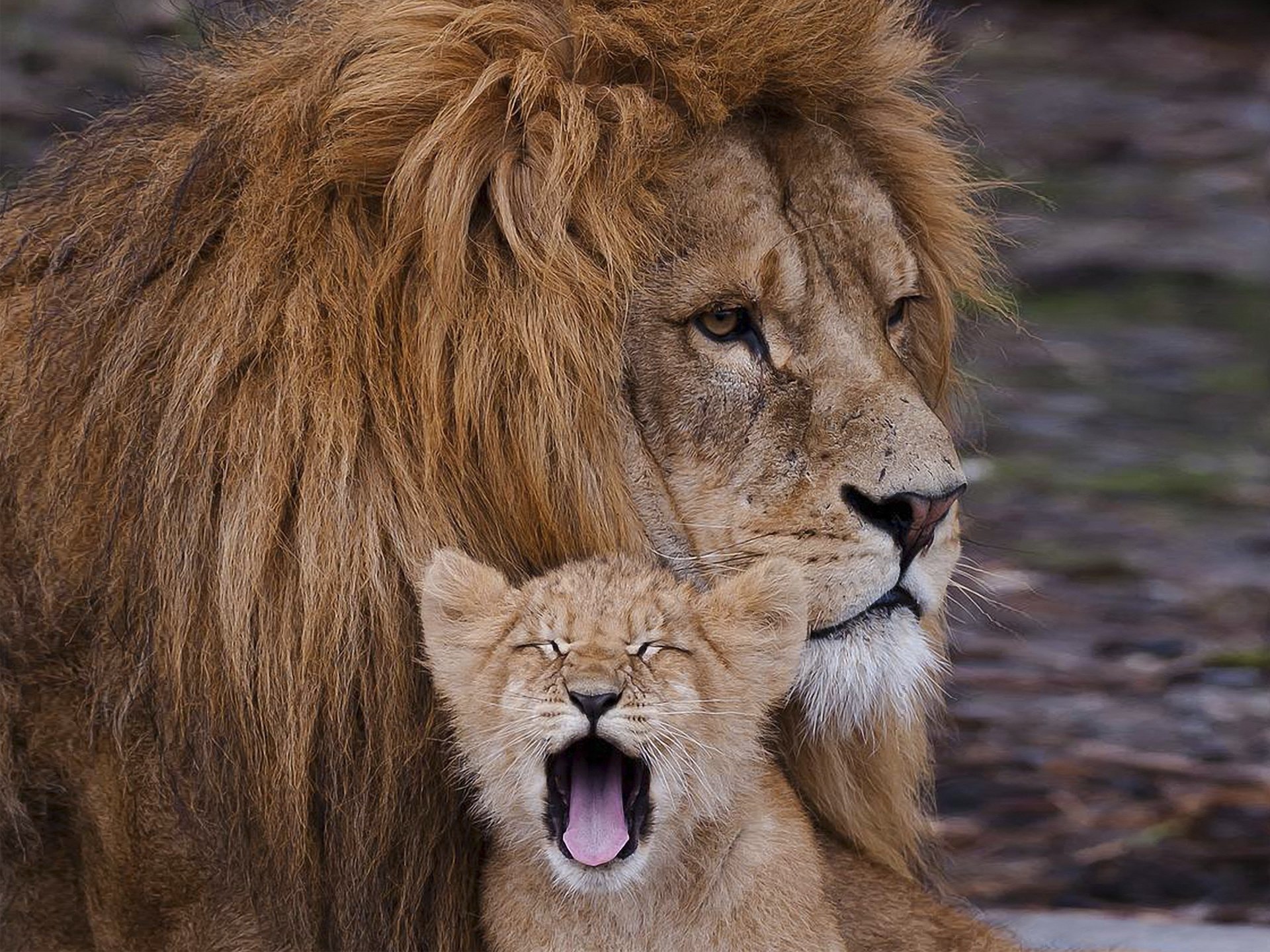 leones padre fuerza poder seriedad consideración confianza confiabilidad calma hijo cachorro despreocupación descuido seguridad