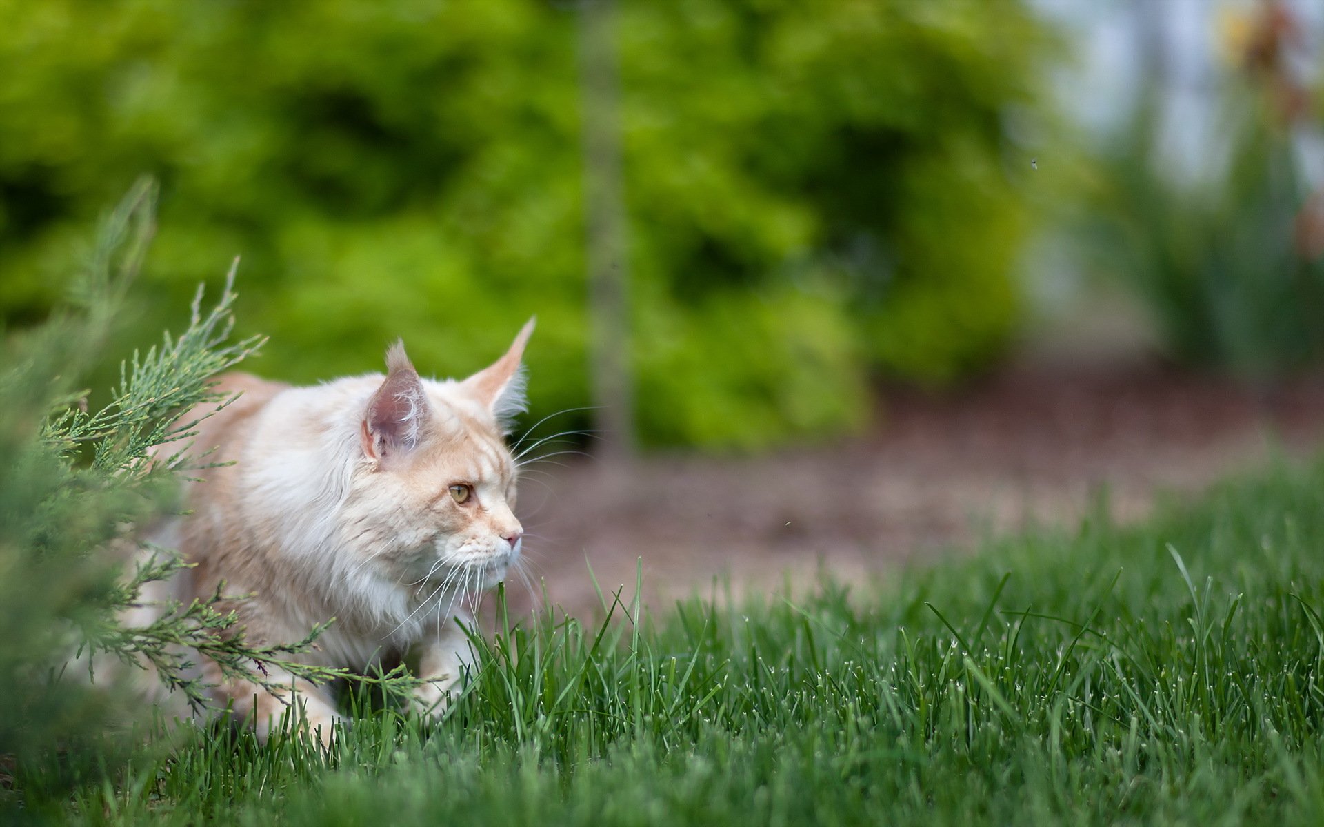 gato caza verano