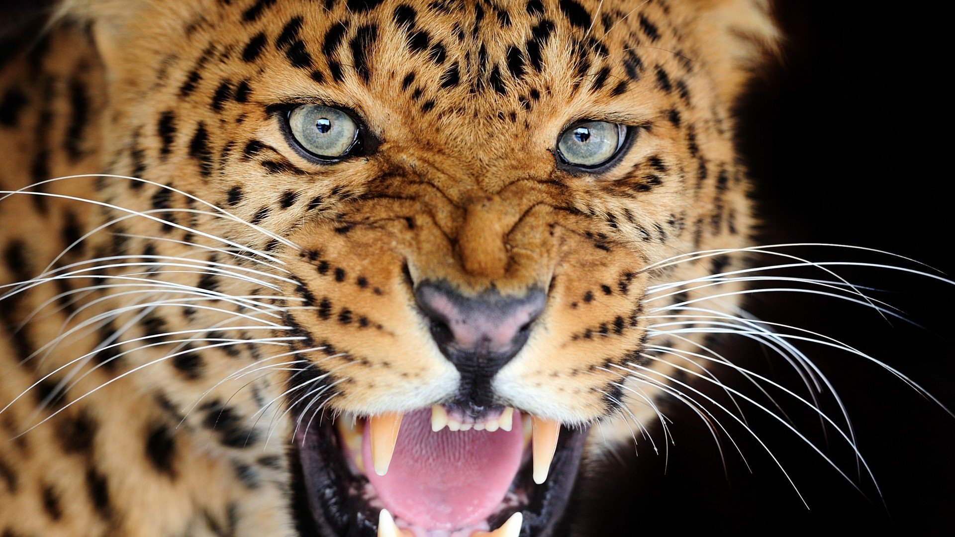 leopard cat fall grin fangs view