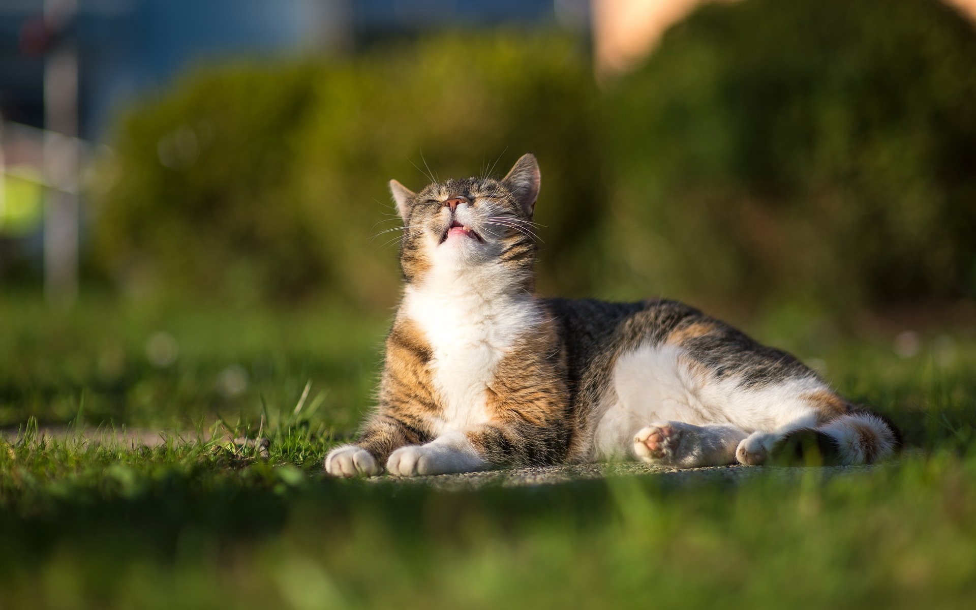 gatto estate erba