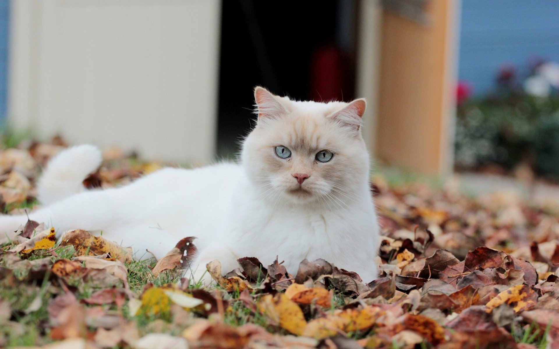 chat chat feuillage automne