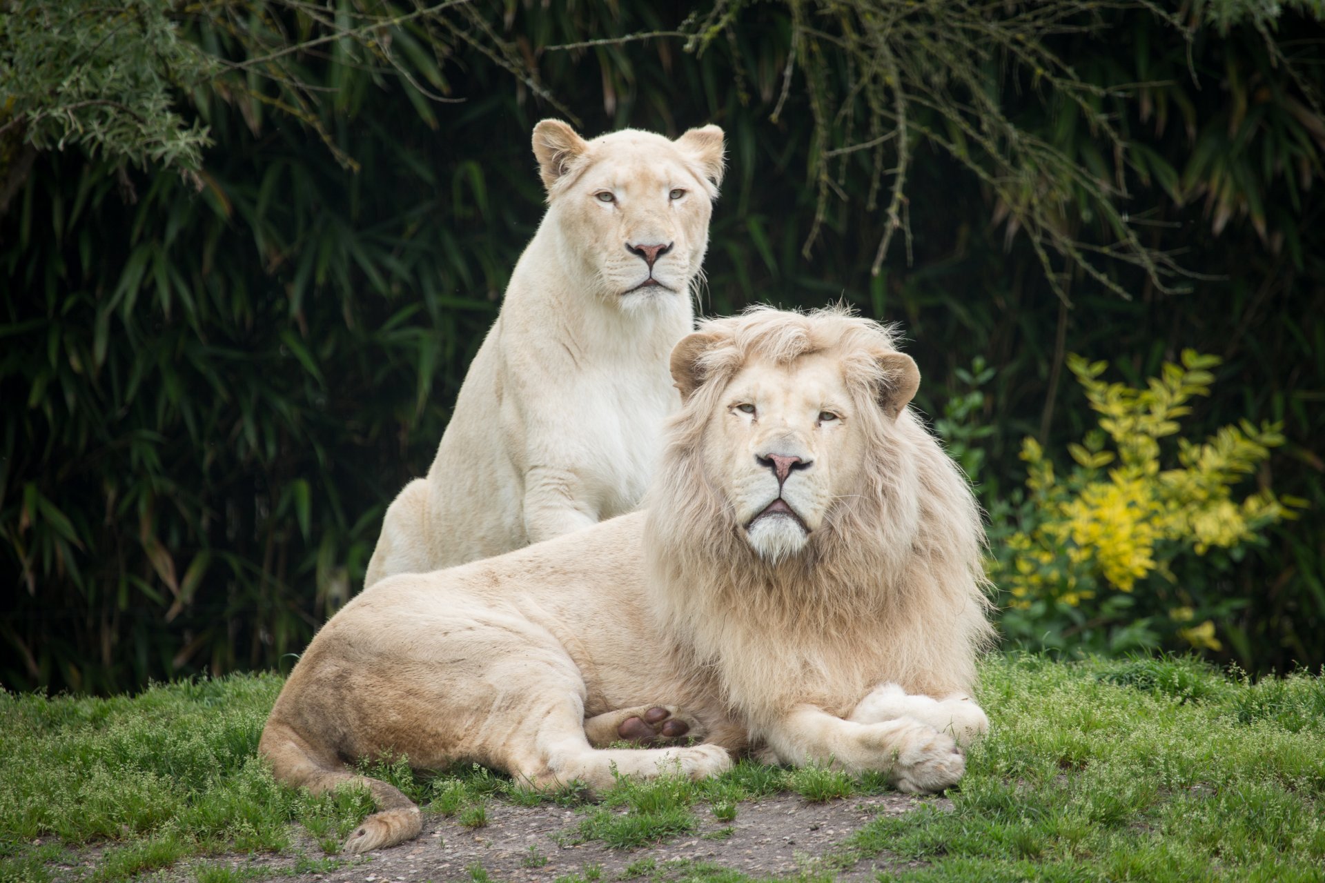 lions blancs lion lionne chats herbe couple