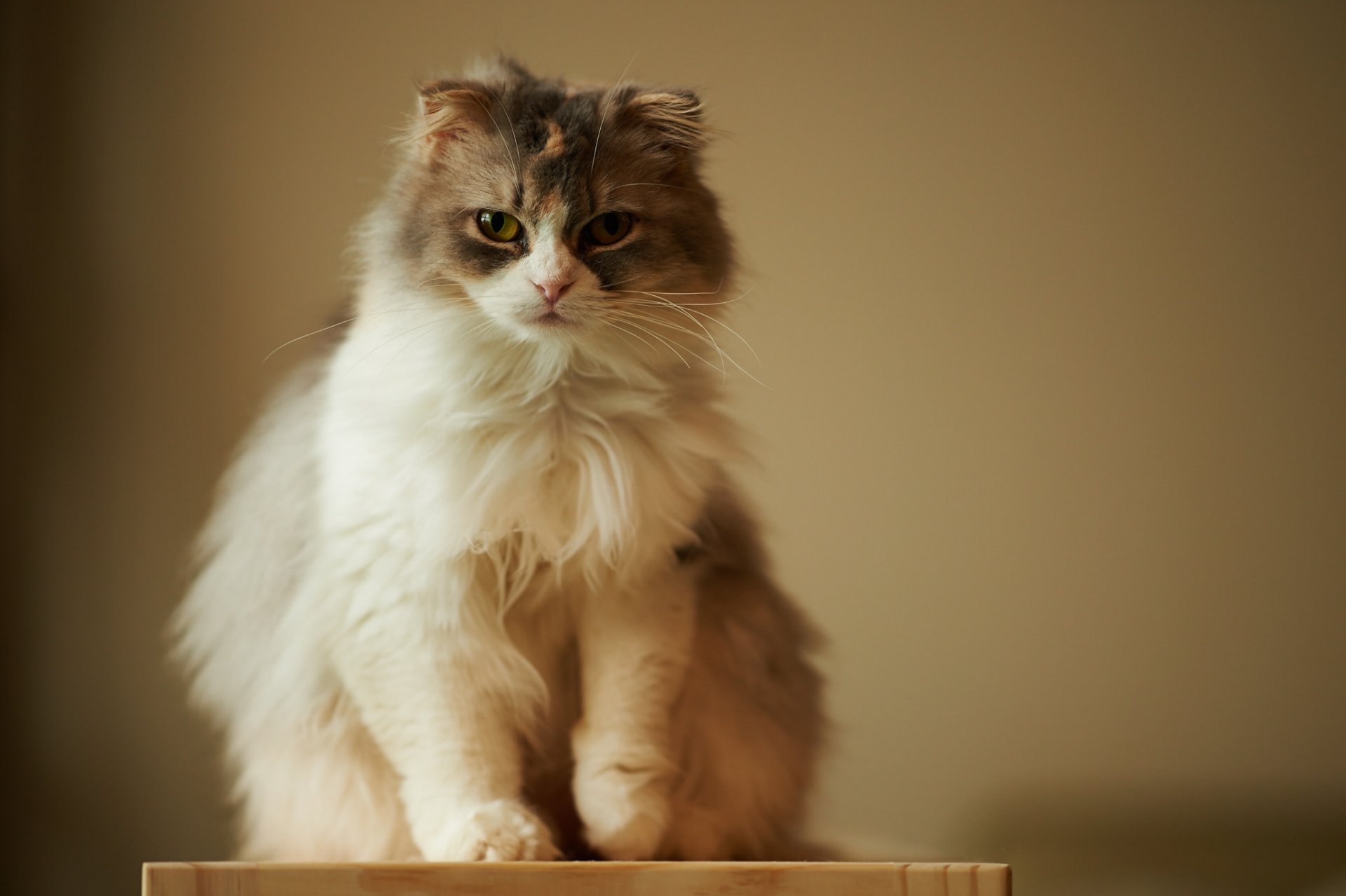 katze flauschig blick hintergrund