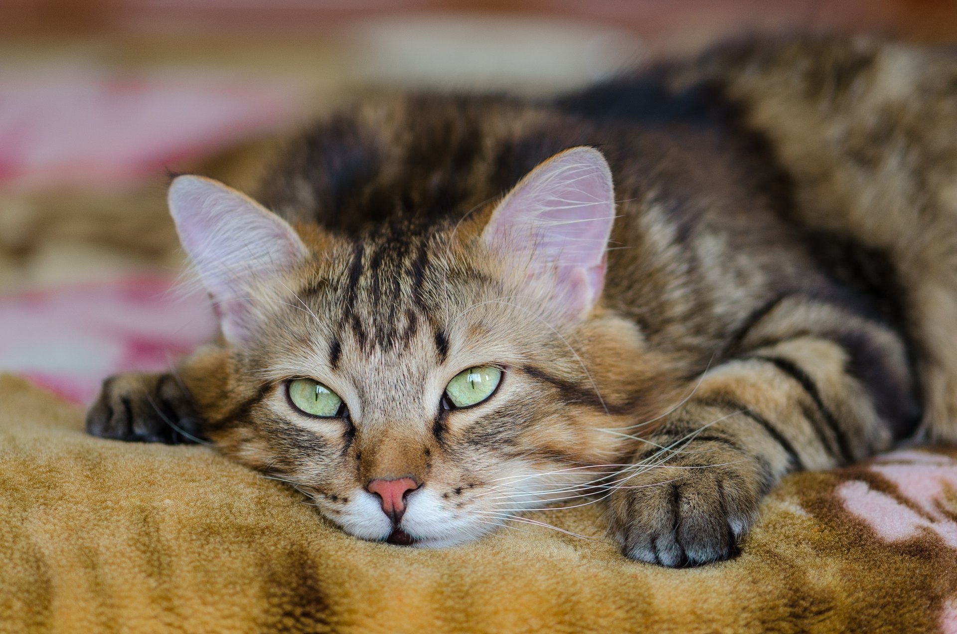 gatto koshak kotyara si trova sguardo baffi guarda occhi