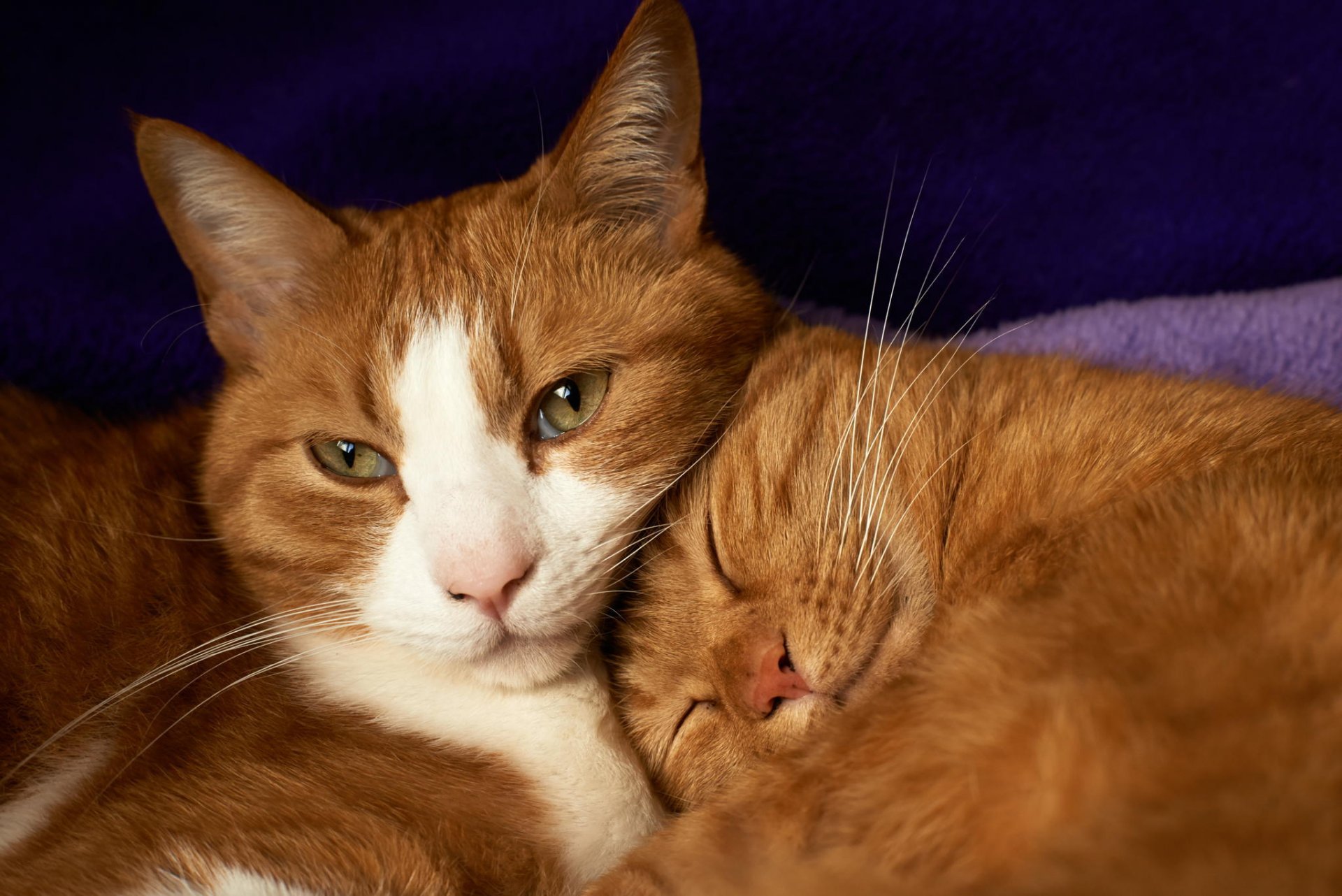 gatos pelirrojas pareja mienten duermen