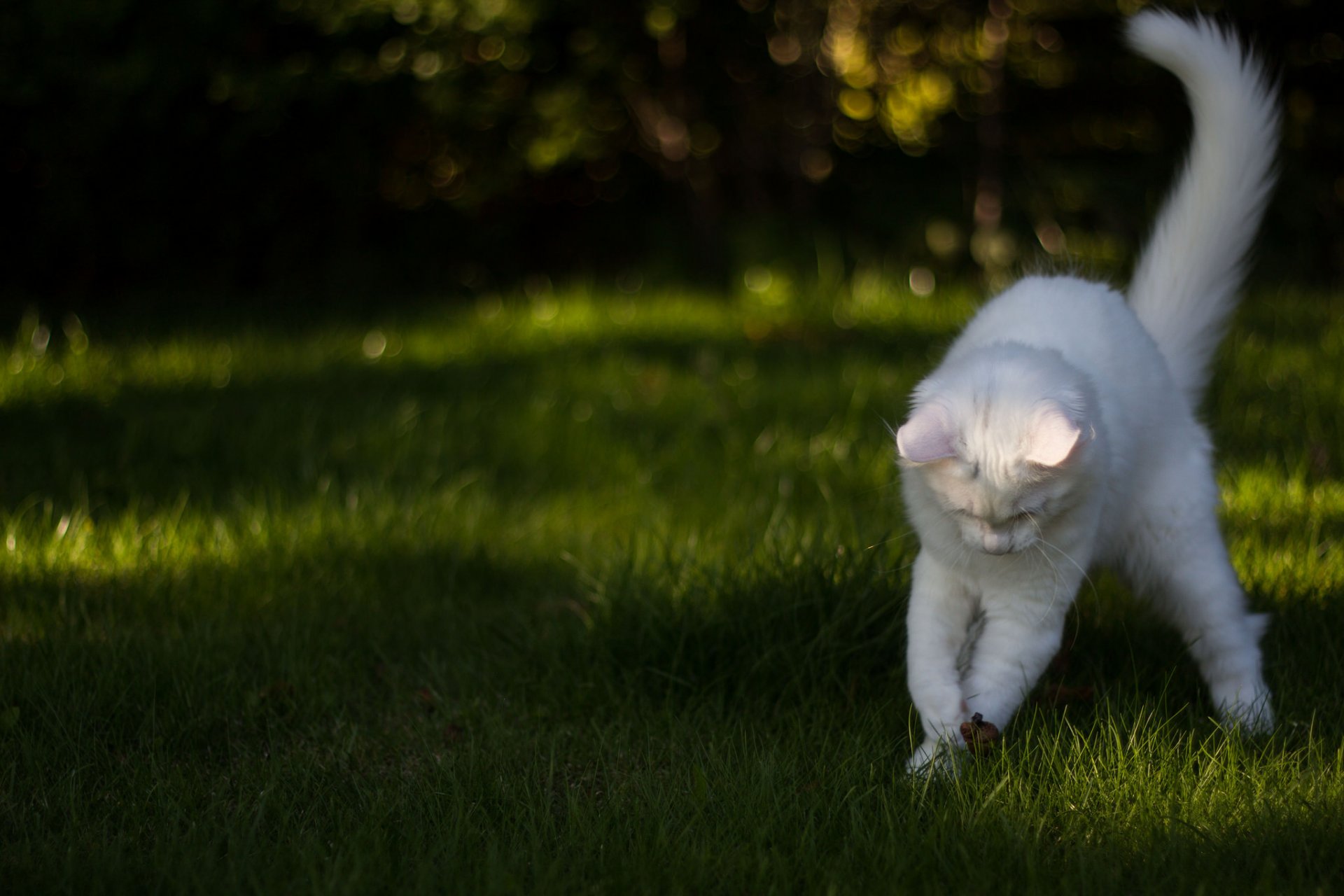 chat chat blanc herbe jeu