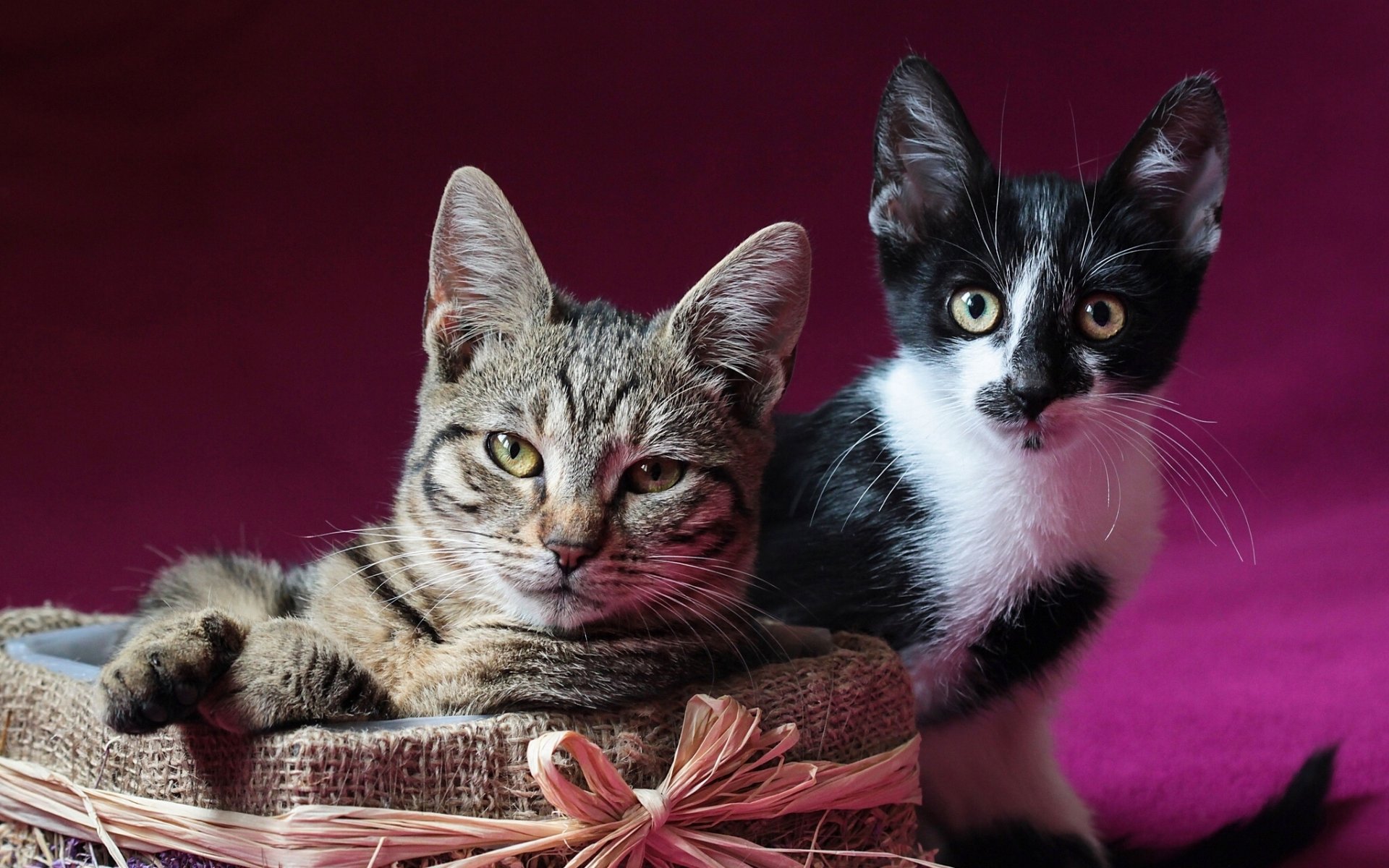 gatitos caja posando