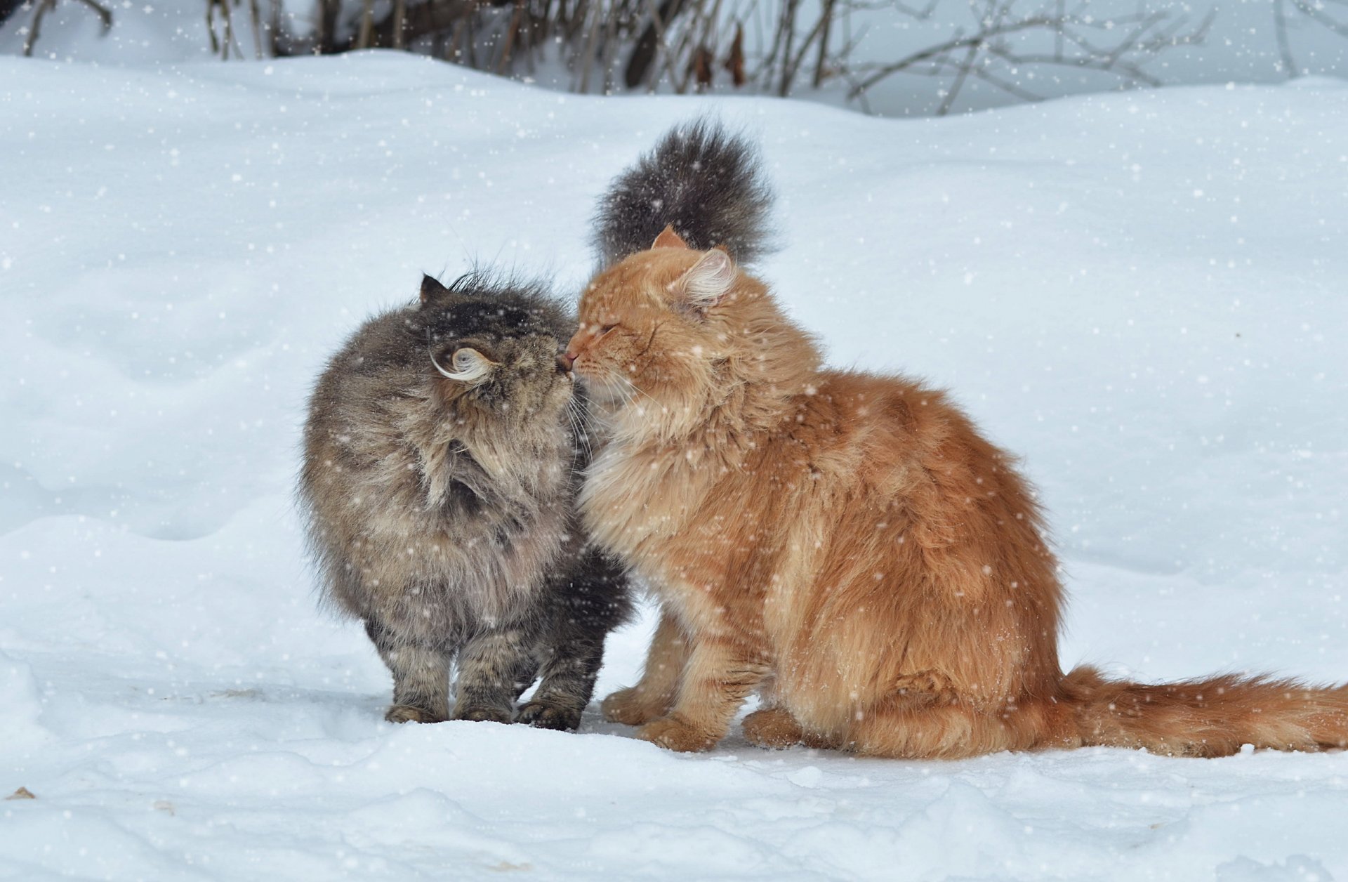 кошки зима снег