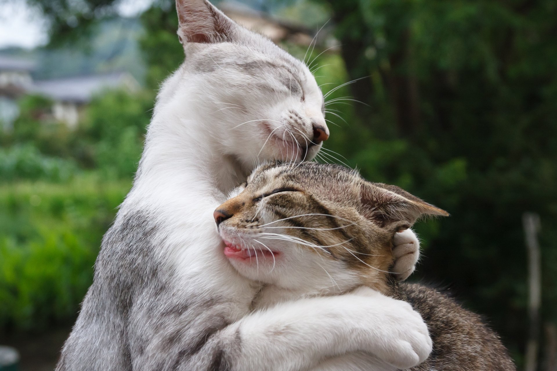 katzen kote katzen treffen freunde hintergrund